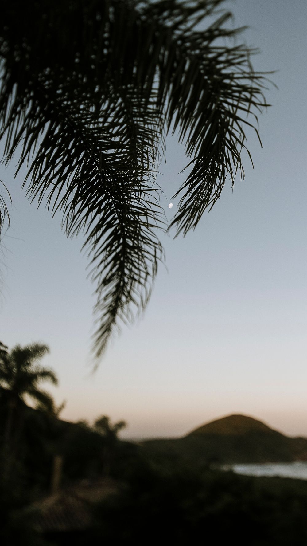 Silhouette of palm tree fronds against a pastel sunset sky with distant mountains.