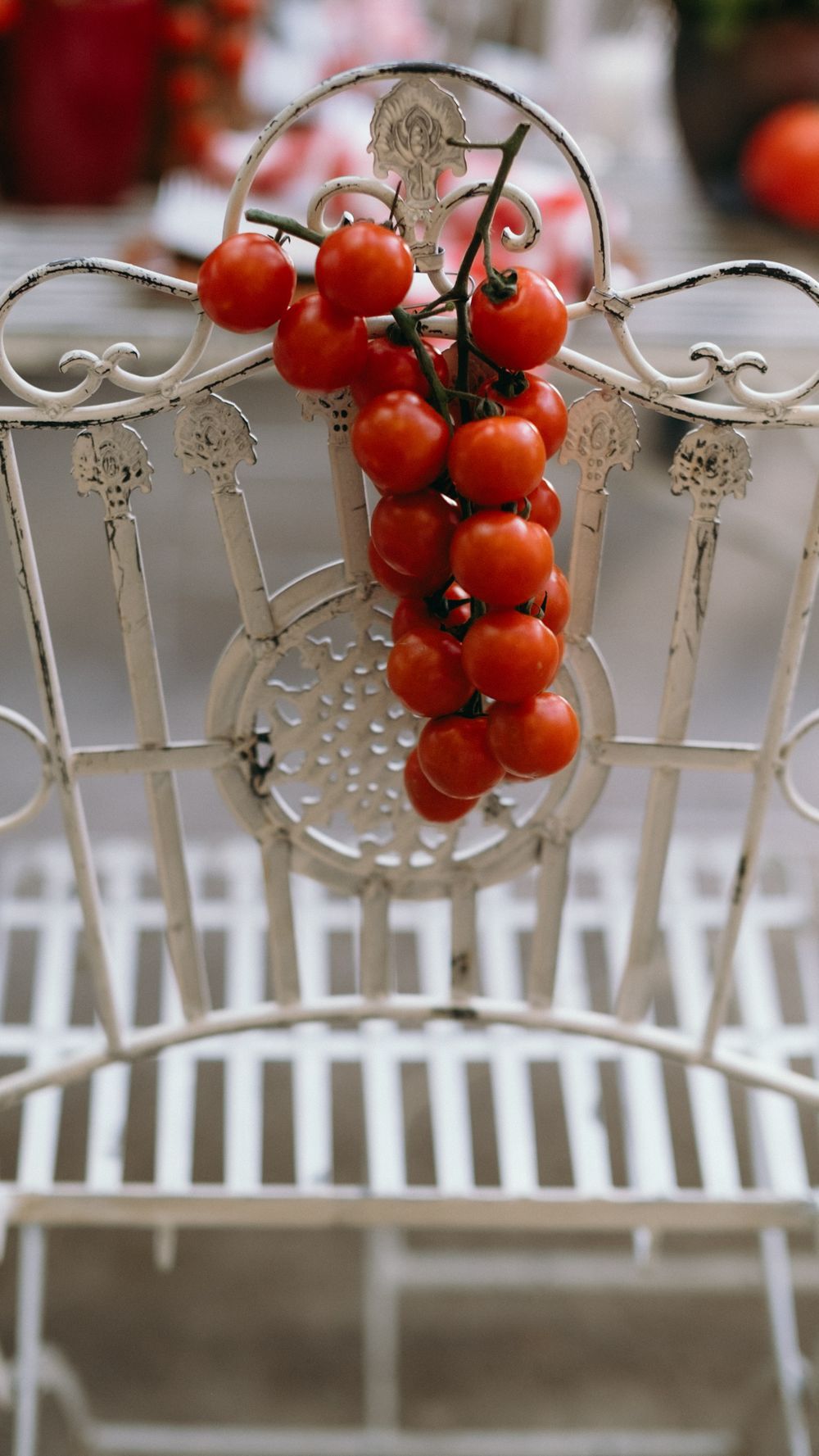 Cluster of fresh red cherry tomatoes on the vine draped over a vintage white ornate iron chair.