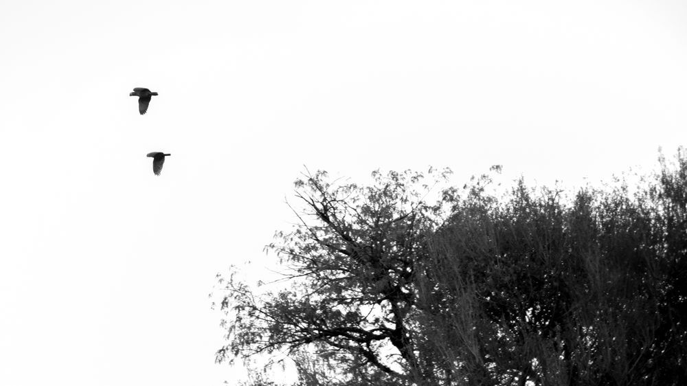 Two birds flying in black and white sky above silhouetted tree branches.