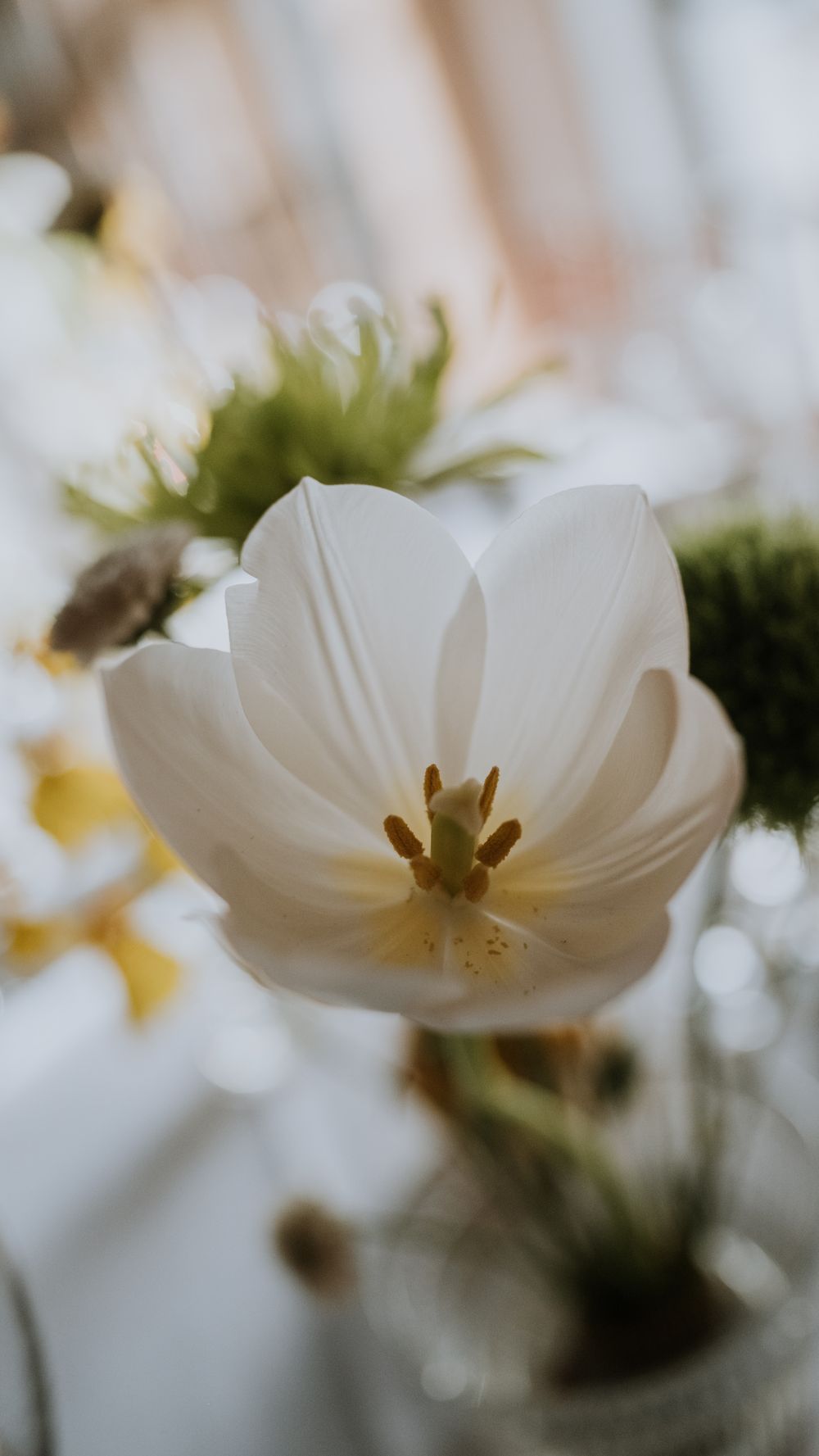 Macro shot of a delicate white tulip with yellow stamens among green floral arrangements.