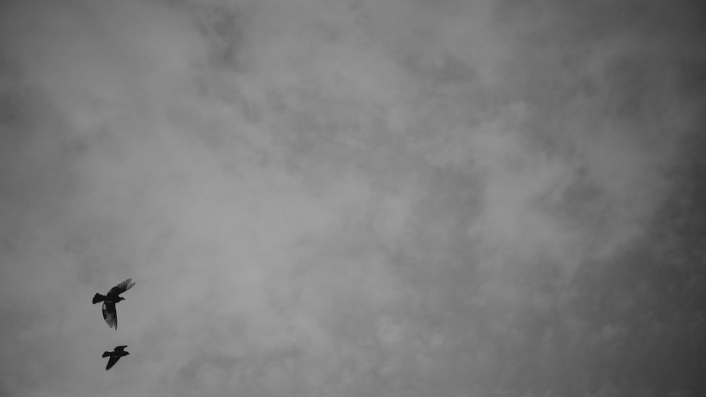 Black and white dramatic sky with two birds in flight against moody cloudy background.