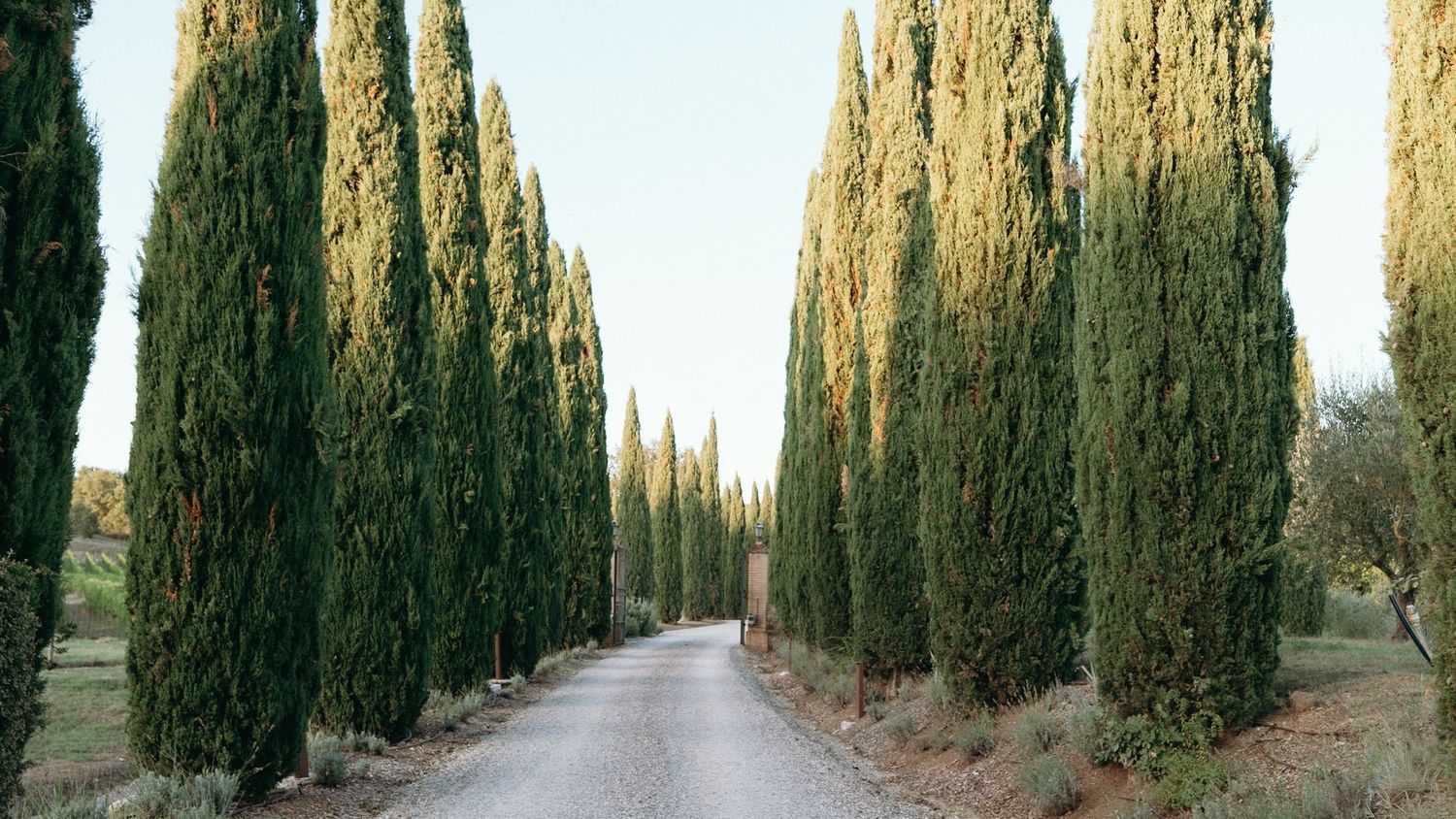 Tree-lined gravel driveway flanked by tall Italian cypress trees leading to a Tuscan estate.