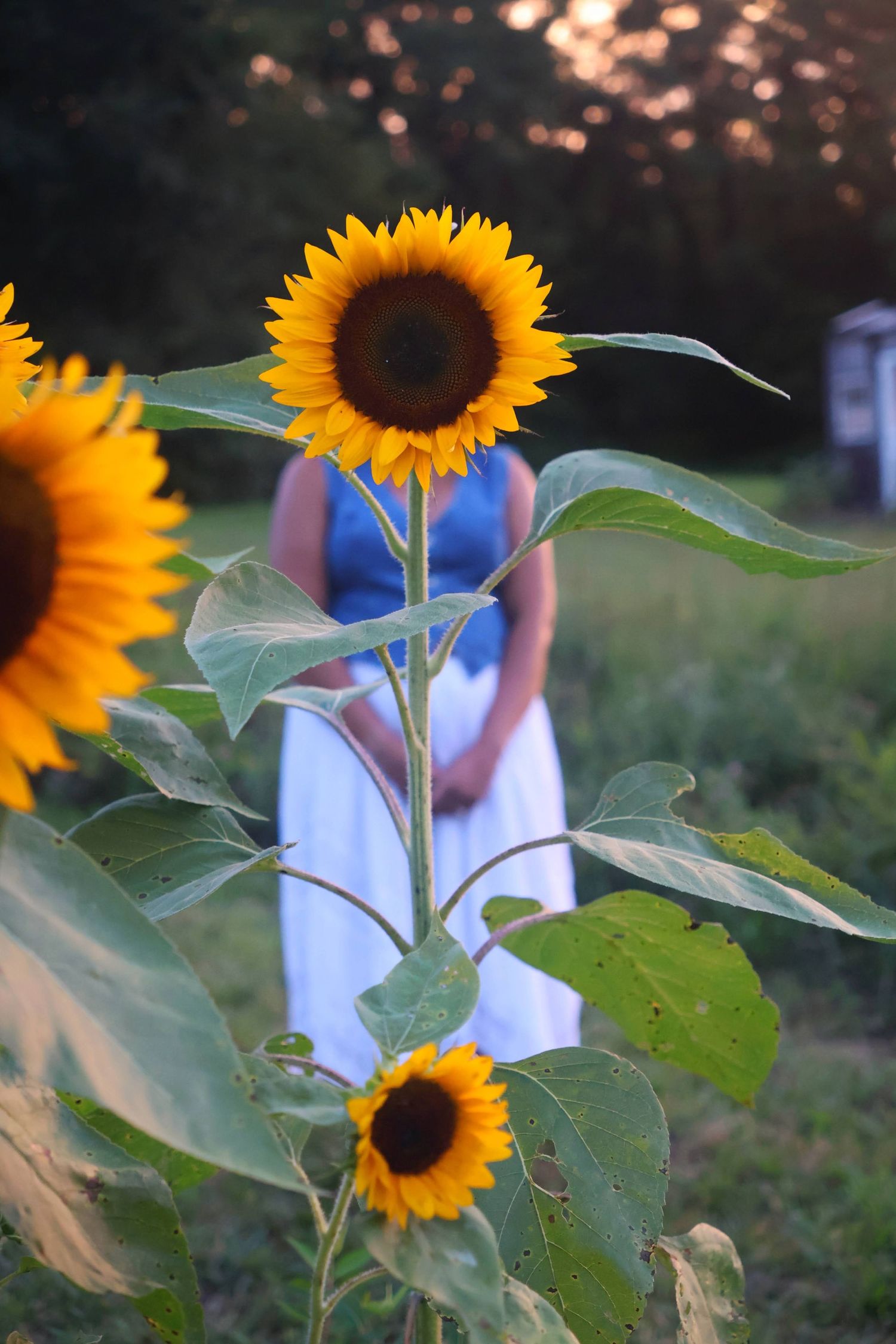 A large, bright sunflower positioned in the foreground partially obscuring a woman standing in a white skirt and a denim top outdoors.
