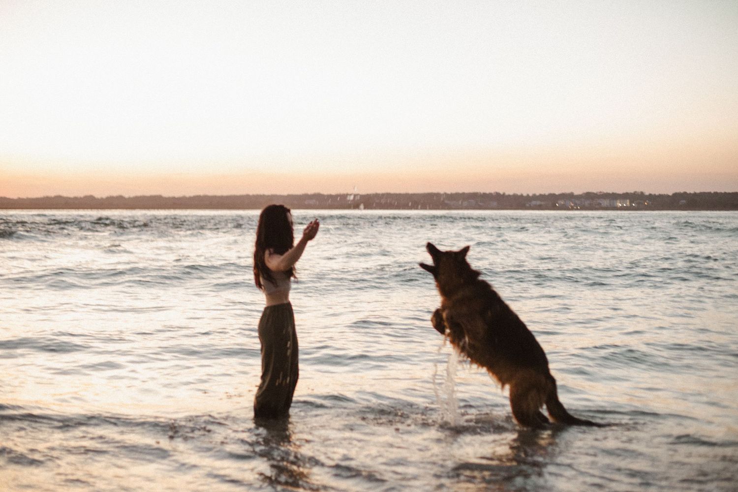 Woman stands in shallow ocean water at sunset while her German Shepherd dog leaps up to play with her.