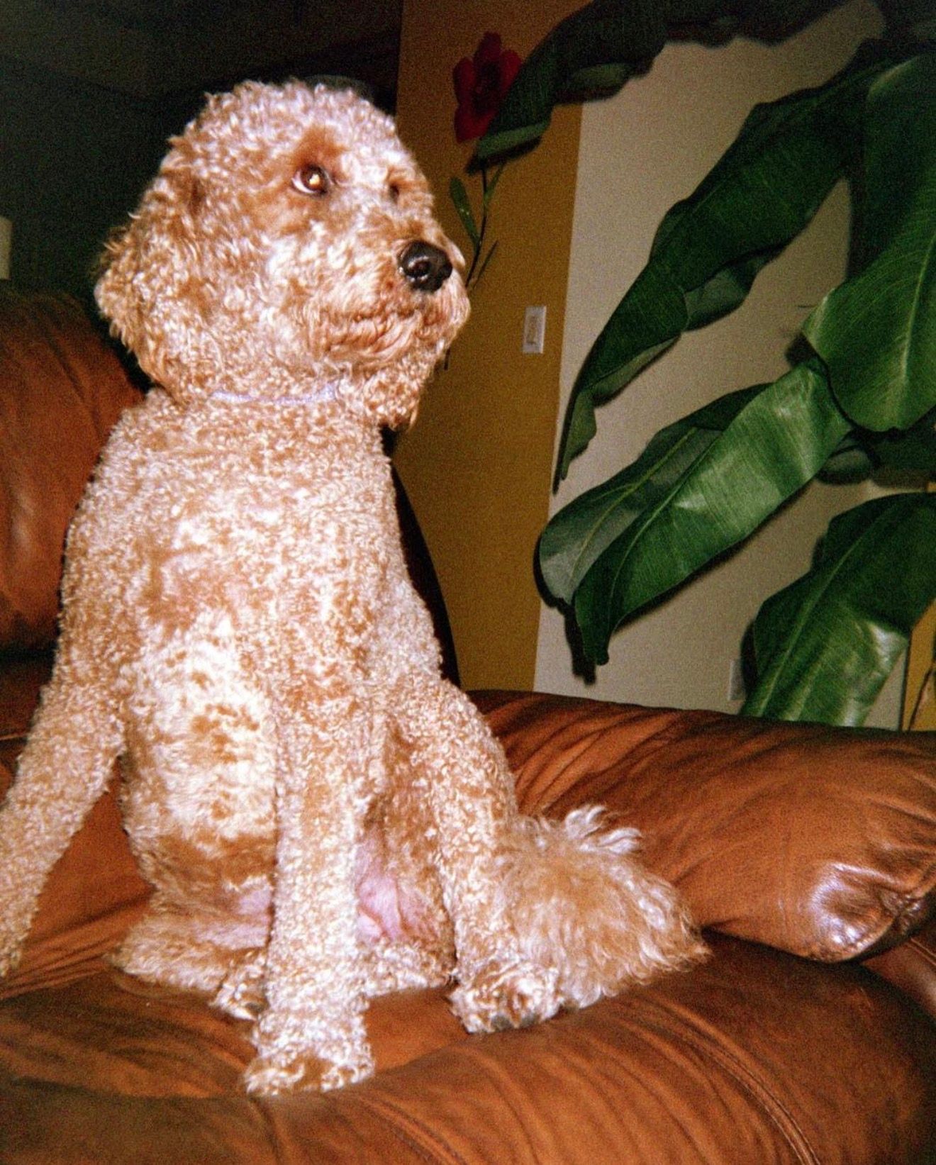 Shot on 35mm film- 2017