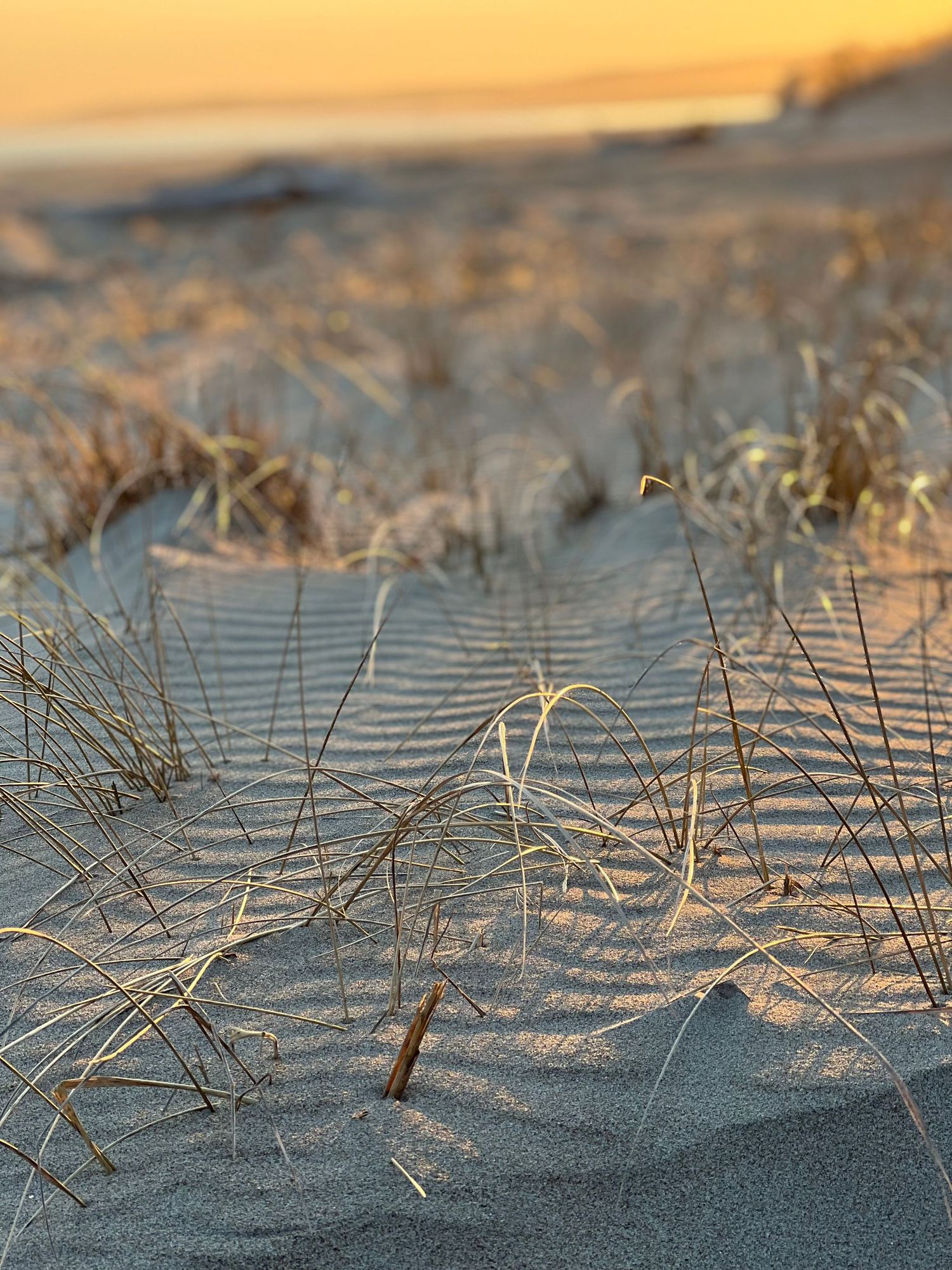 Golden sunset light illuminating beach sand dunes with dry coastal grass in the foreground Cape cod beach Boudoir photos