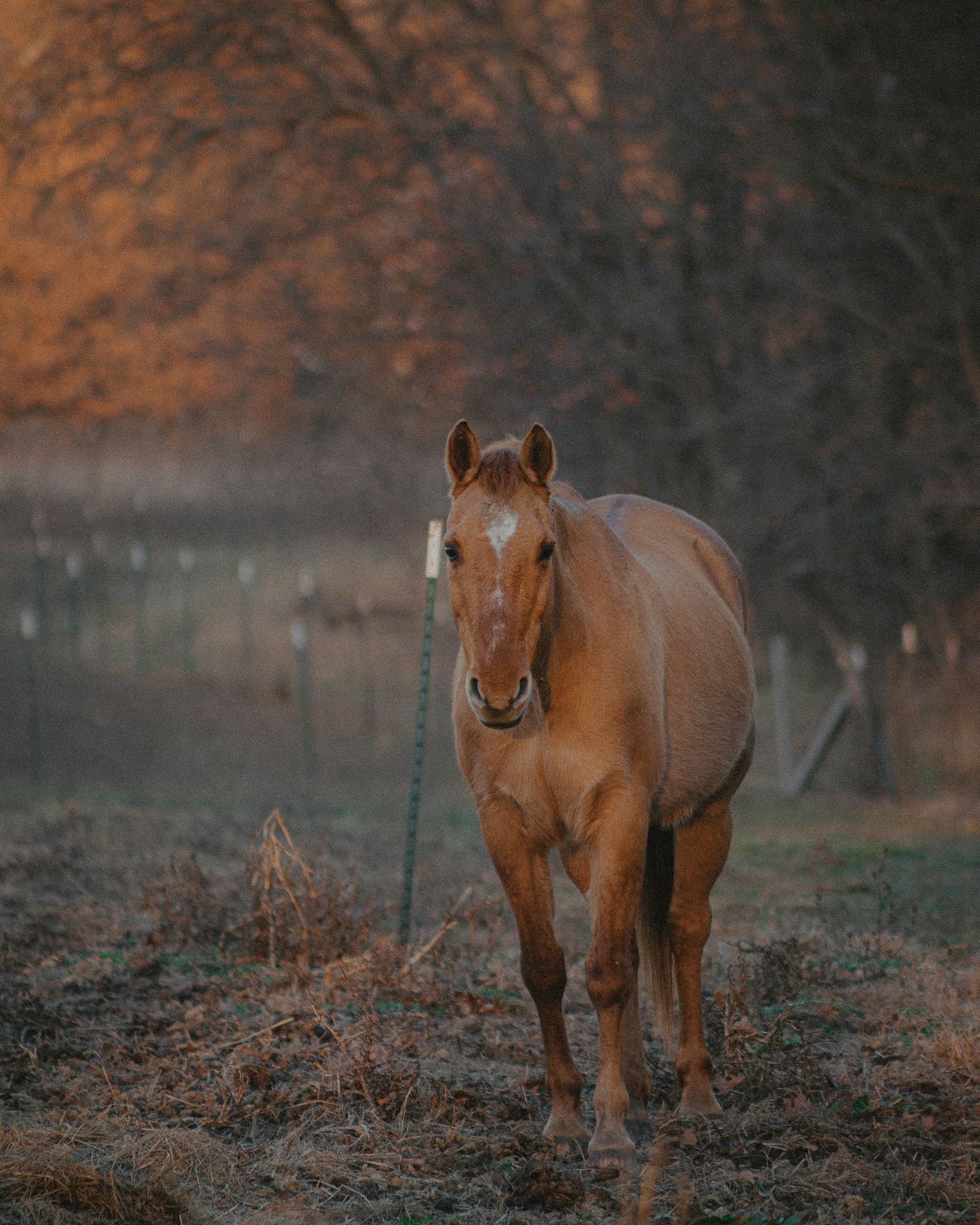 Esthetic Picture of a horse.