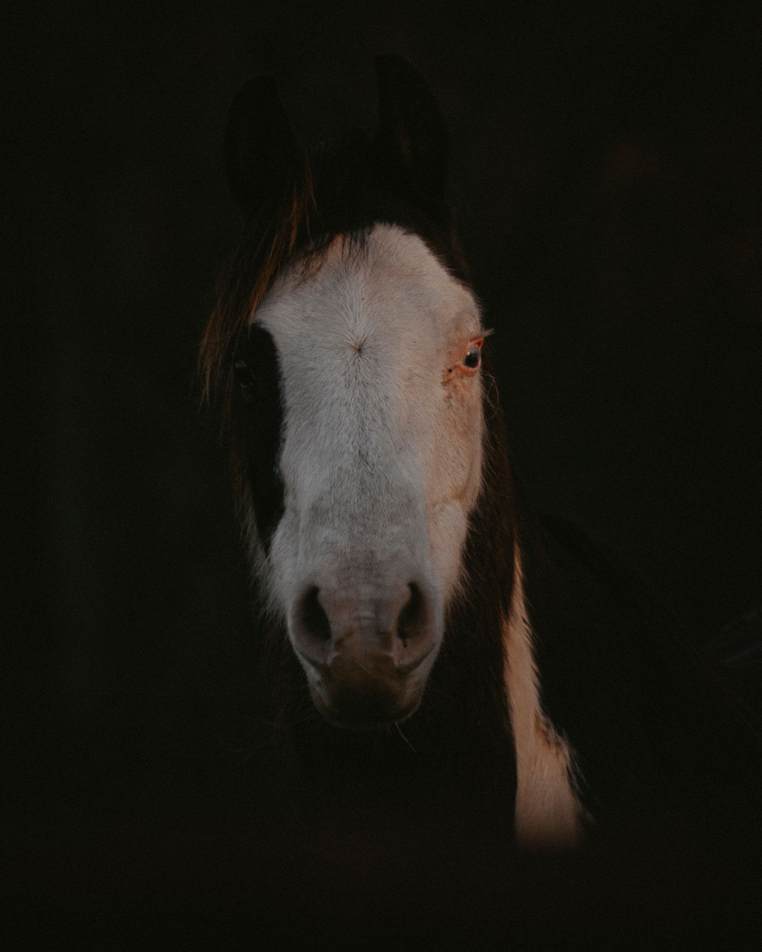 Esthetic Picture of a horse.