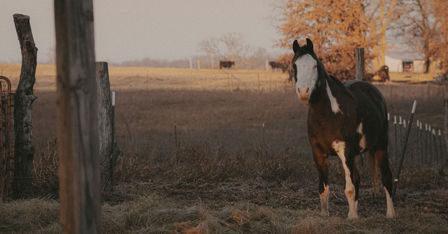 Esthetic Picture of a horse.