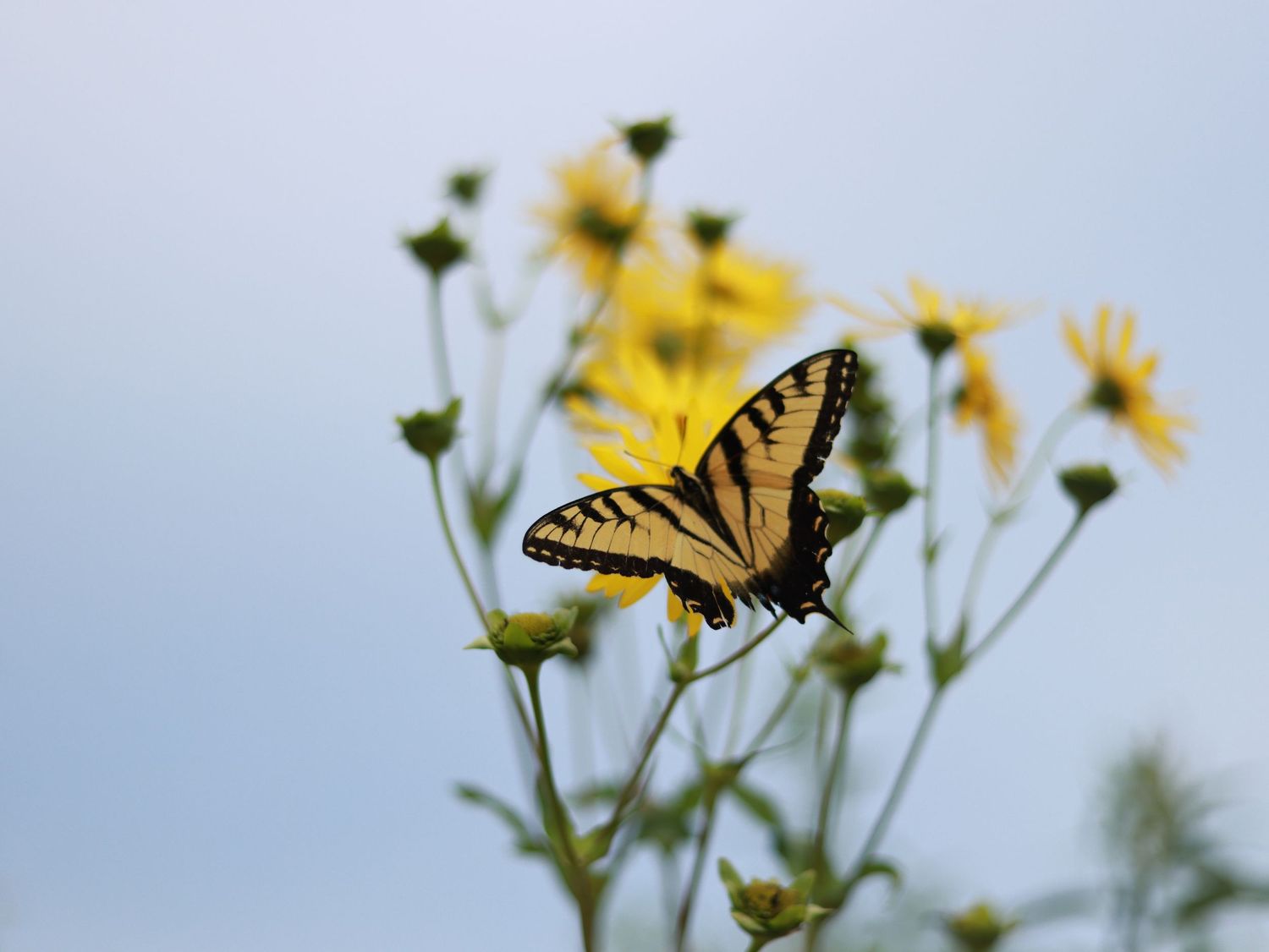 Butterfly wildlife at Longwood Gardens