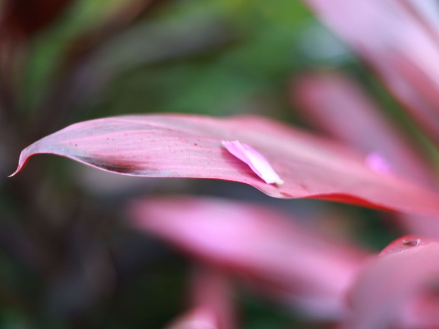 Longwood Gardens