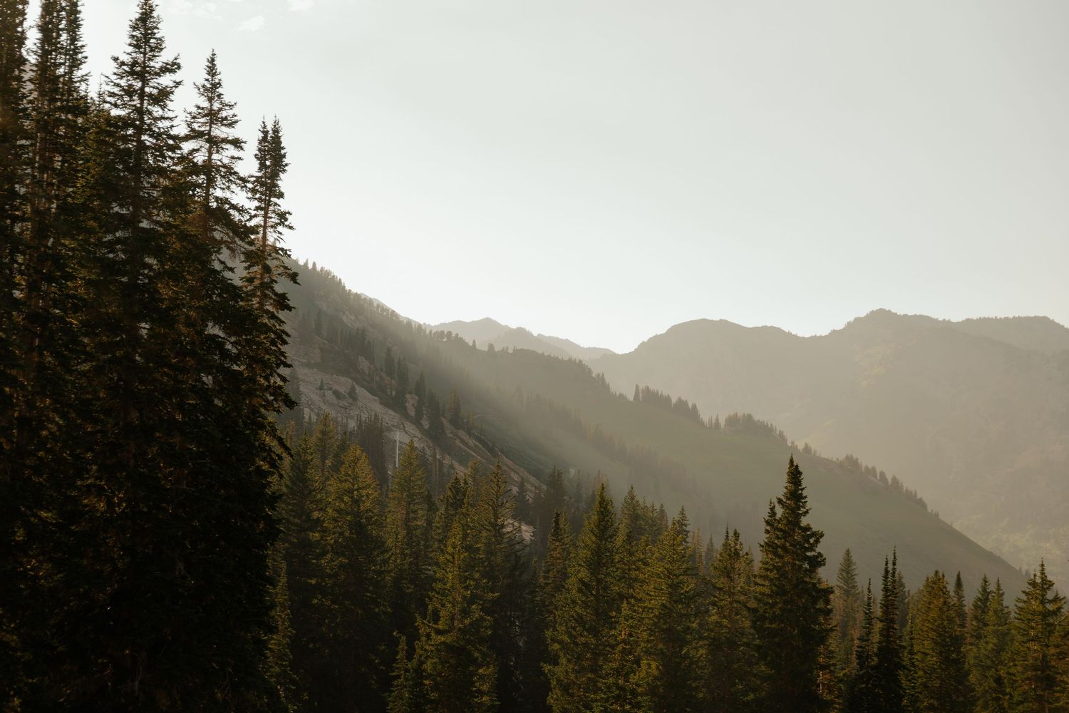 Sunlit mountain landscape with dense pine forest and rocky peaks.