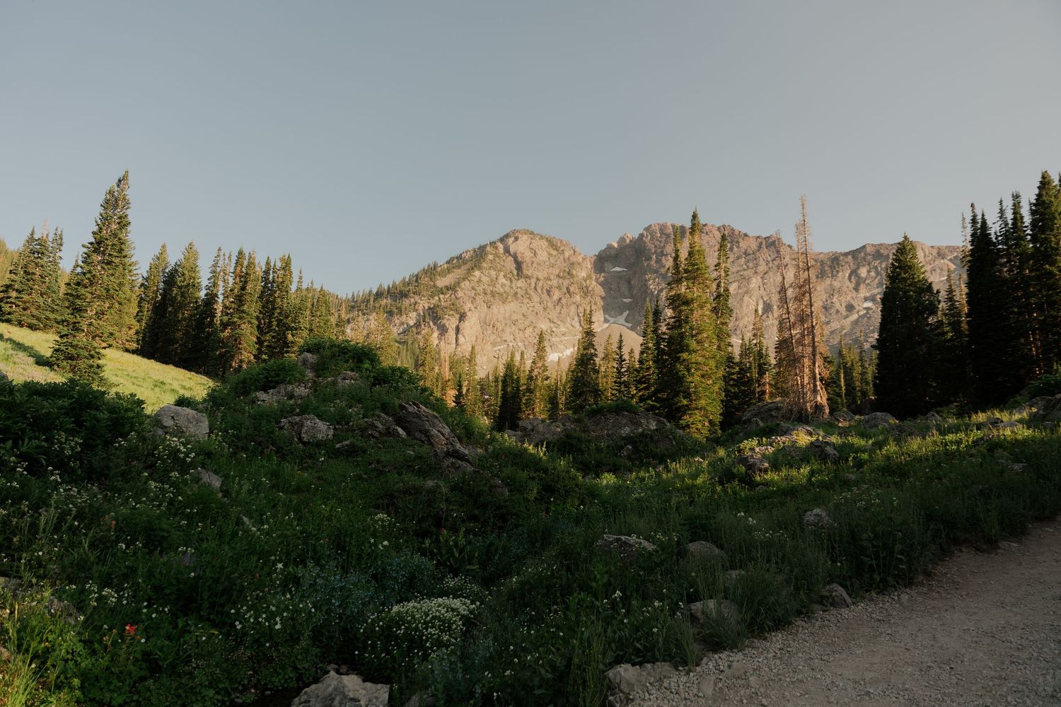 Lush alpine meadow with wildflowers, evergreen trees, and a rocky mountain peak under a clear sky.