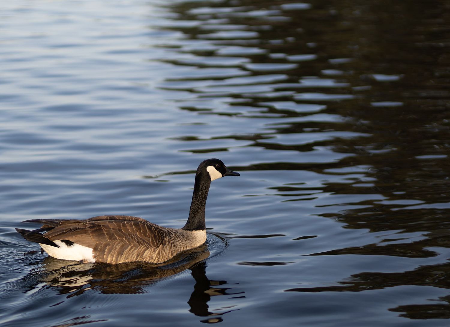 A Canada goose swimming in calm, rippling water, captured by a professional landscape photographer.