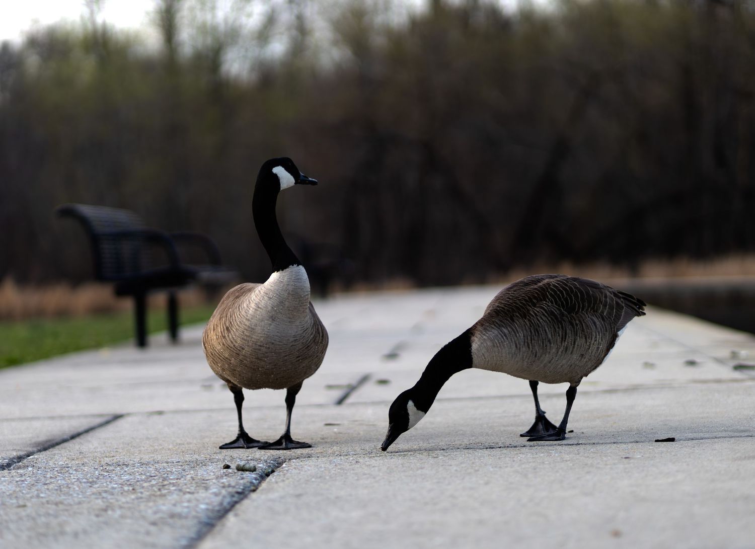 Two Canada geese standing on a concrete walkway in a park, captured by a professional landscape photographer.