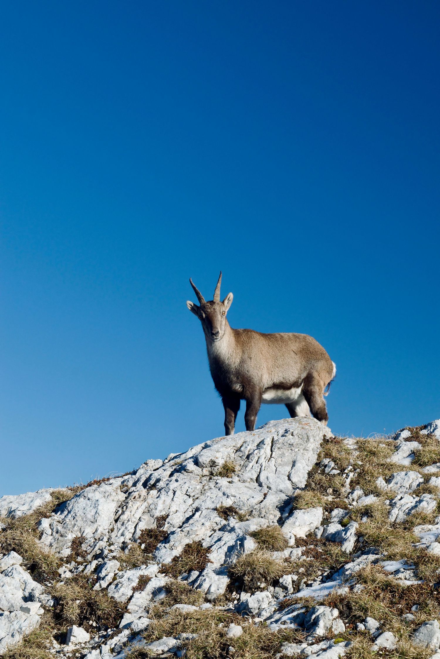 An alpine ibex taken in the Vercors National Park, at the pas de la Balme.