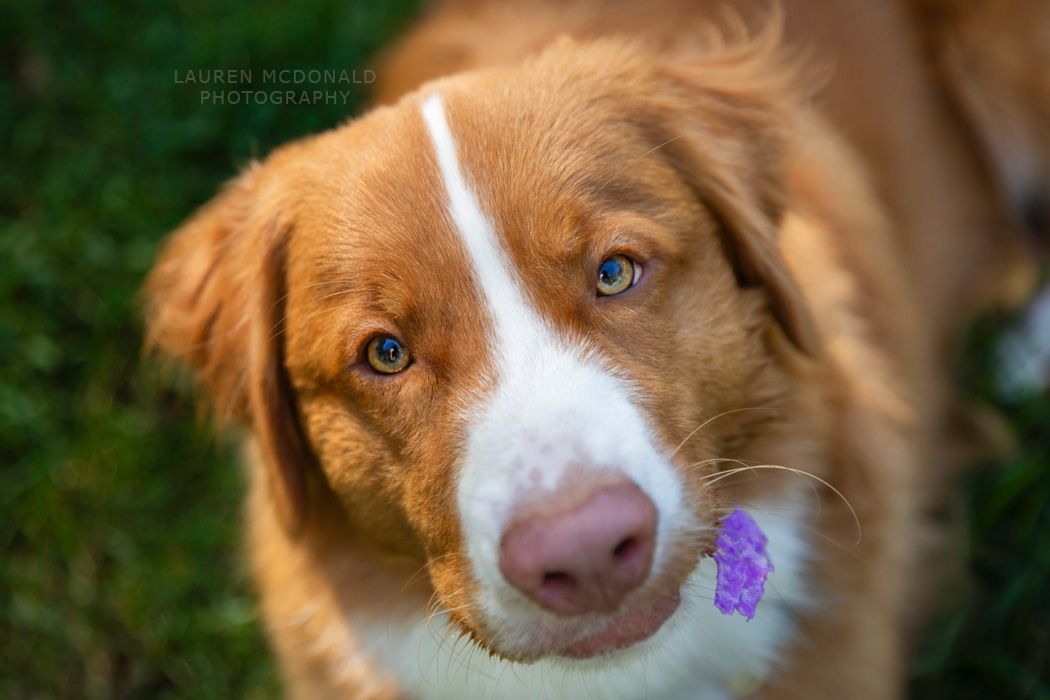 A Nova Scotia Duck Tolling Retriever with striking blue eyes and small purple flower gazes at camera.