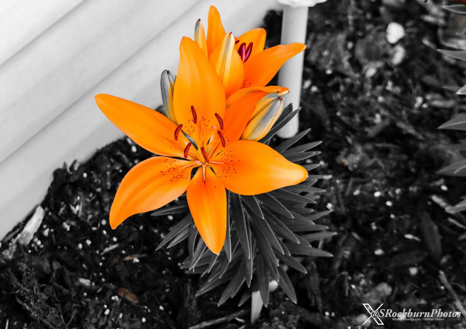 Black & White Flower