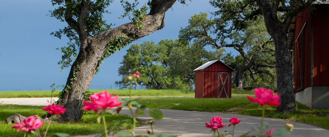 Scenic Texas ranch landscape with red barn, oak trees, and pink roses in the foreground.