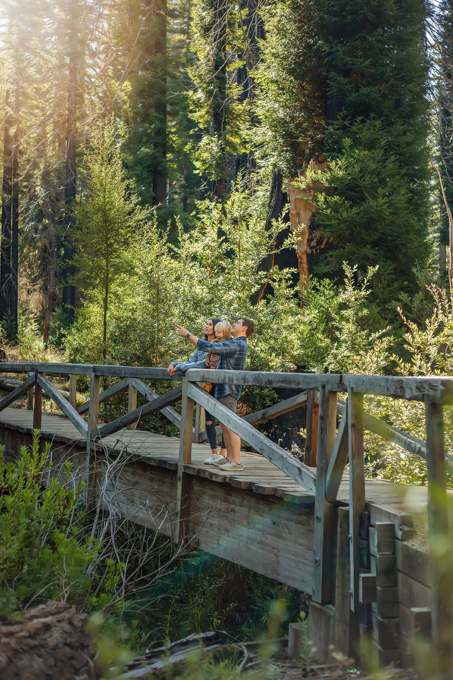 Family in the Santa Cruz redwoods, captured in natural light with candid moments among towering trees and a peaceful forest session.