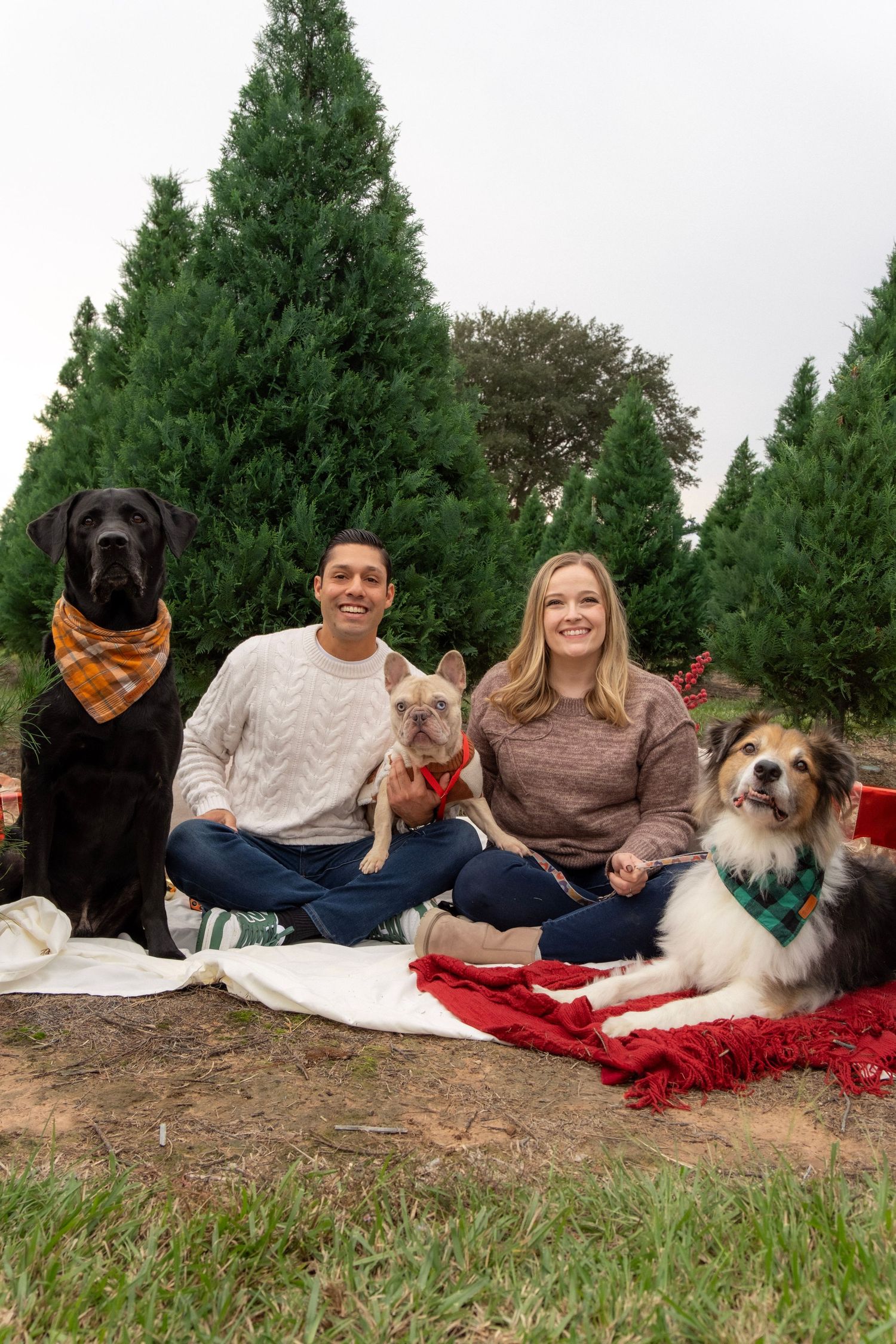 Couple sitting outdoors at Christmas tree farm with three dogs wearing festive bandanas on a white blanket.