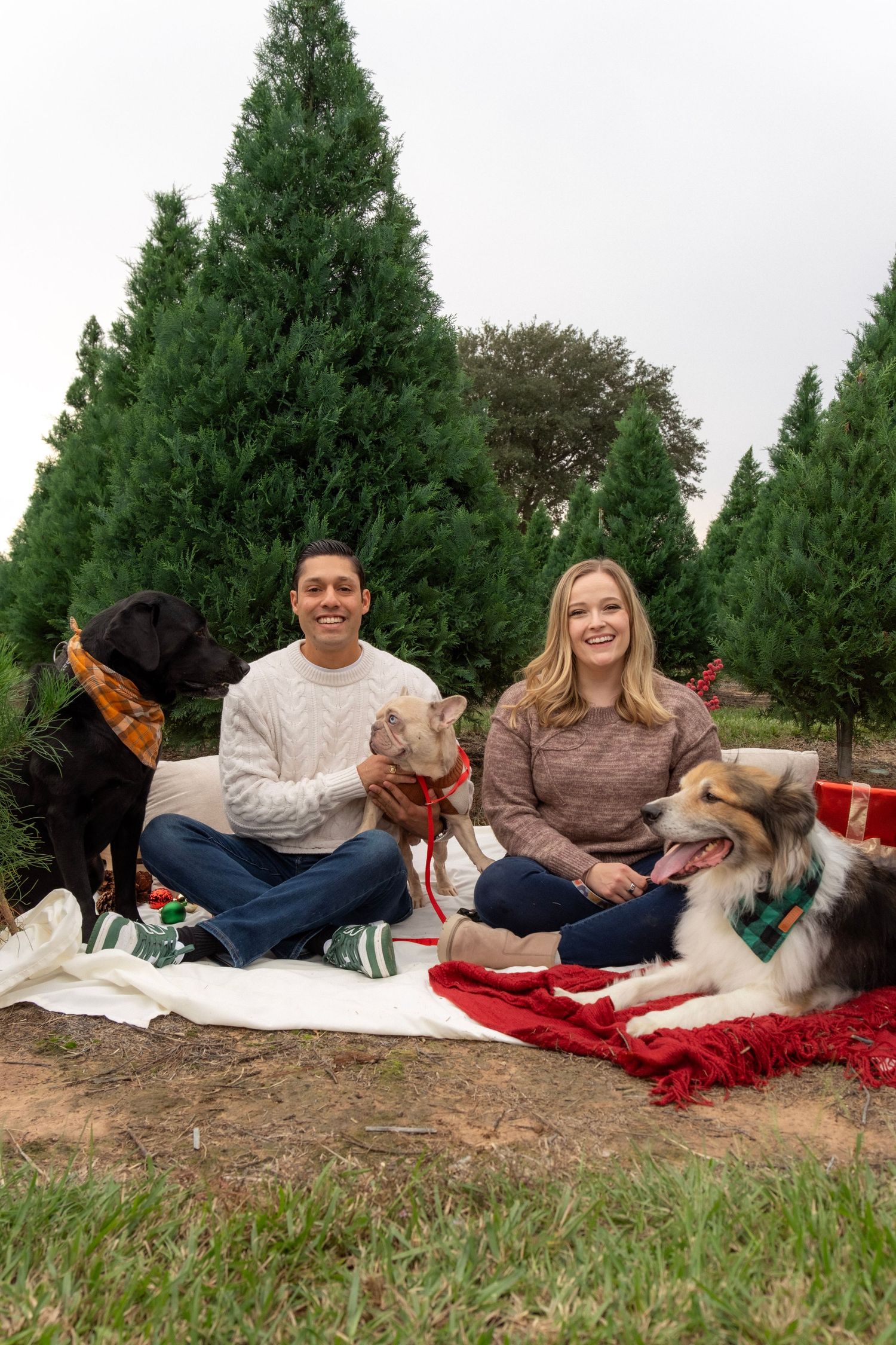 Couple sitting on blanket with three dogs at Christmas tree farm, surrounded by evergreen trees and holiday decorations.