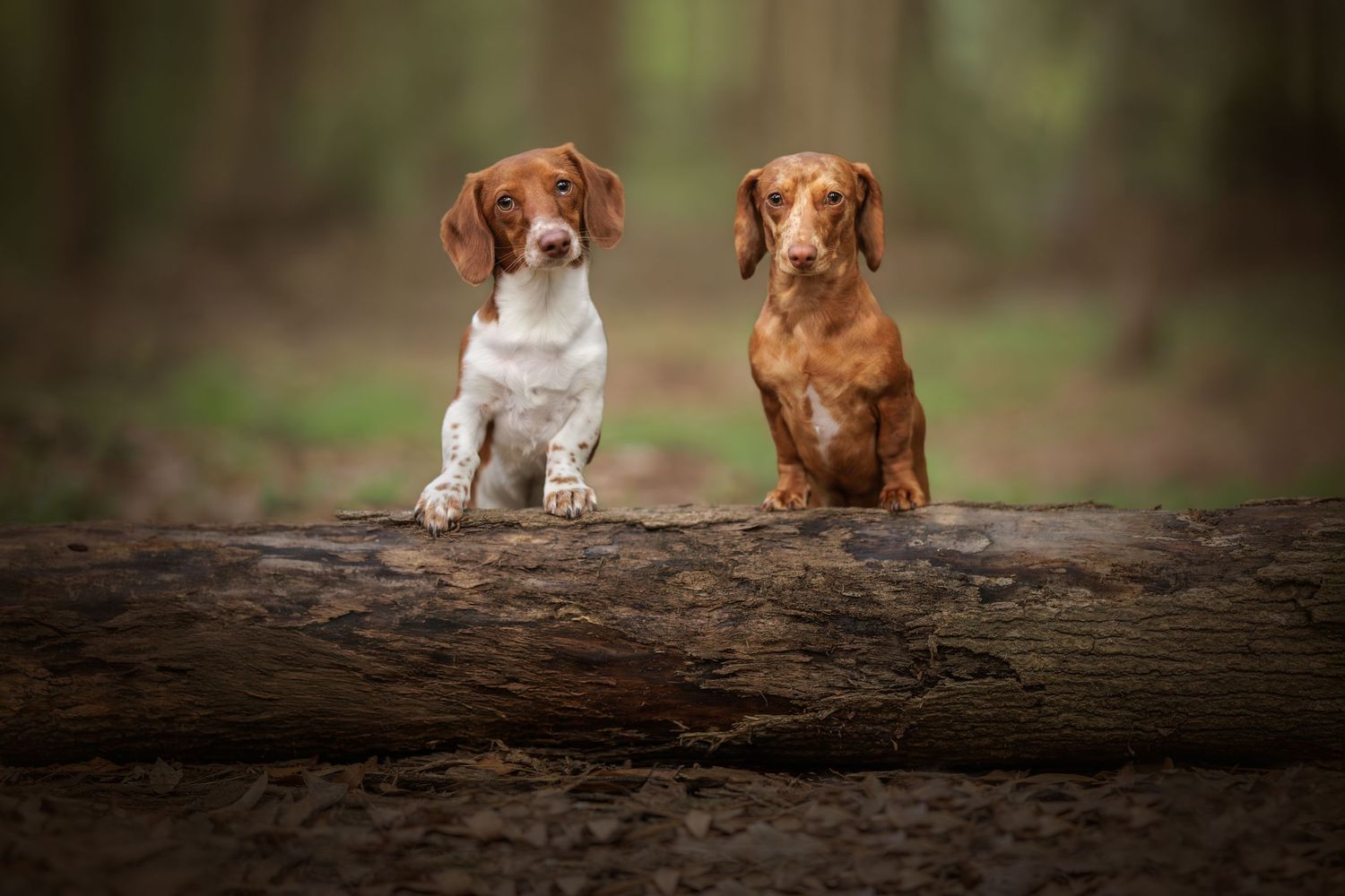 Two playful dachshunds captured in a charming fine art portrait, full of personality.