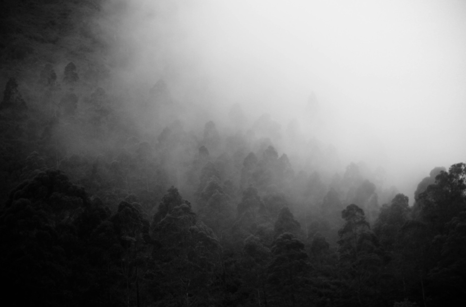 Black and white landscape of misty pine forest covered in fog on a hillside.