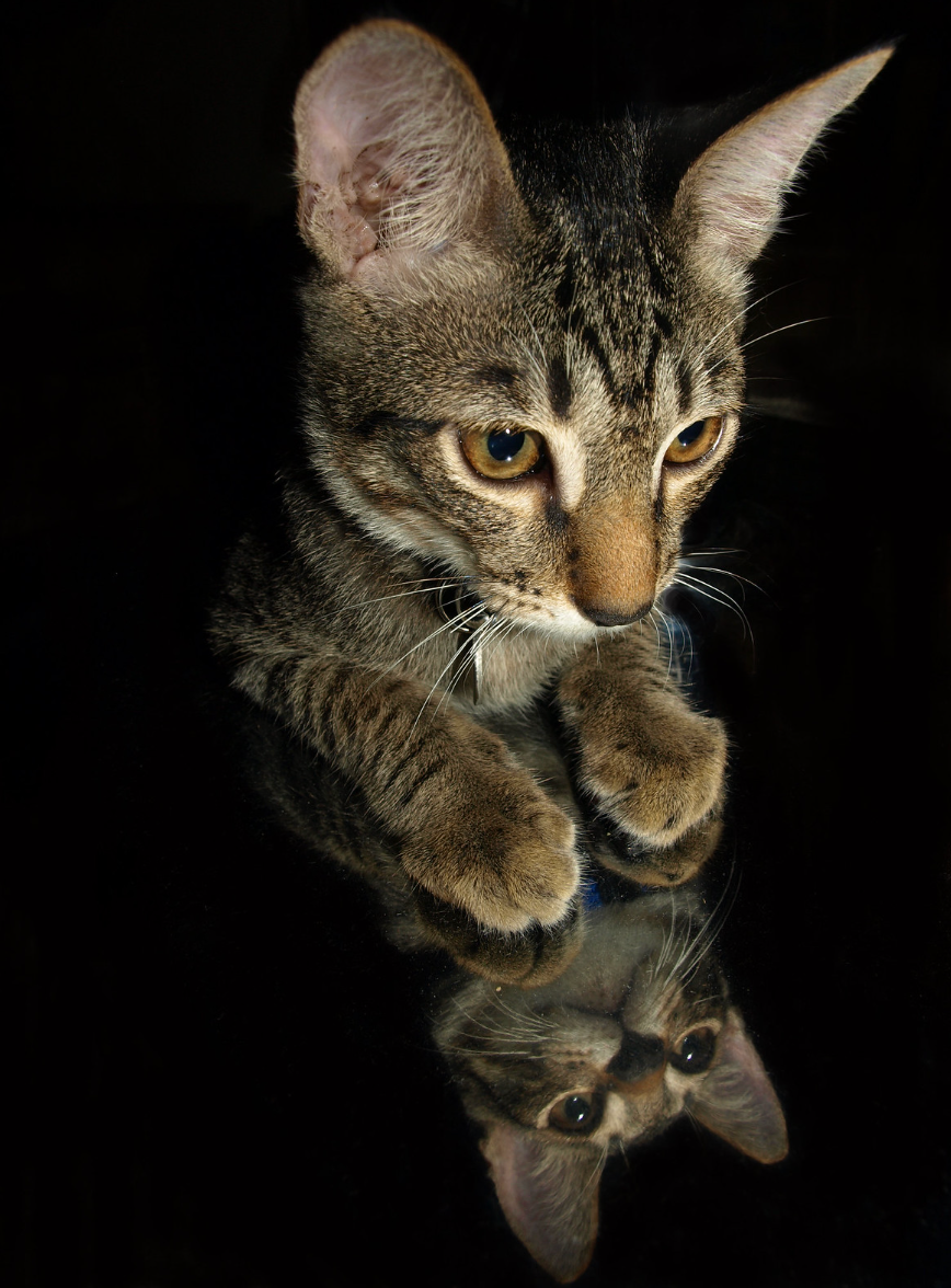 Tabby kitten with paws forward reflected on a shiny black surface.
