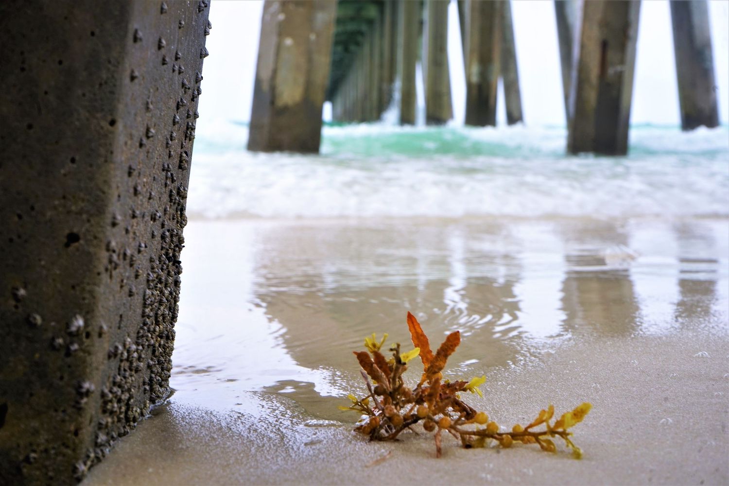 Crab's Eye View