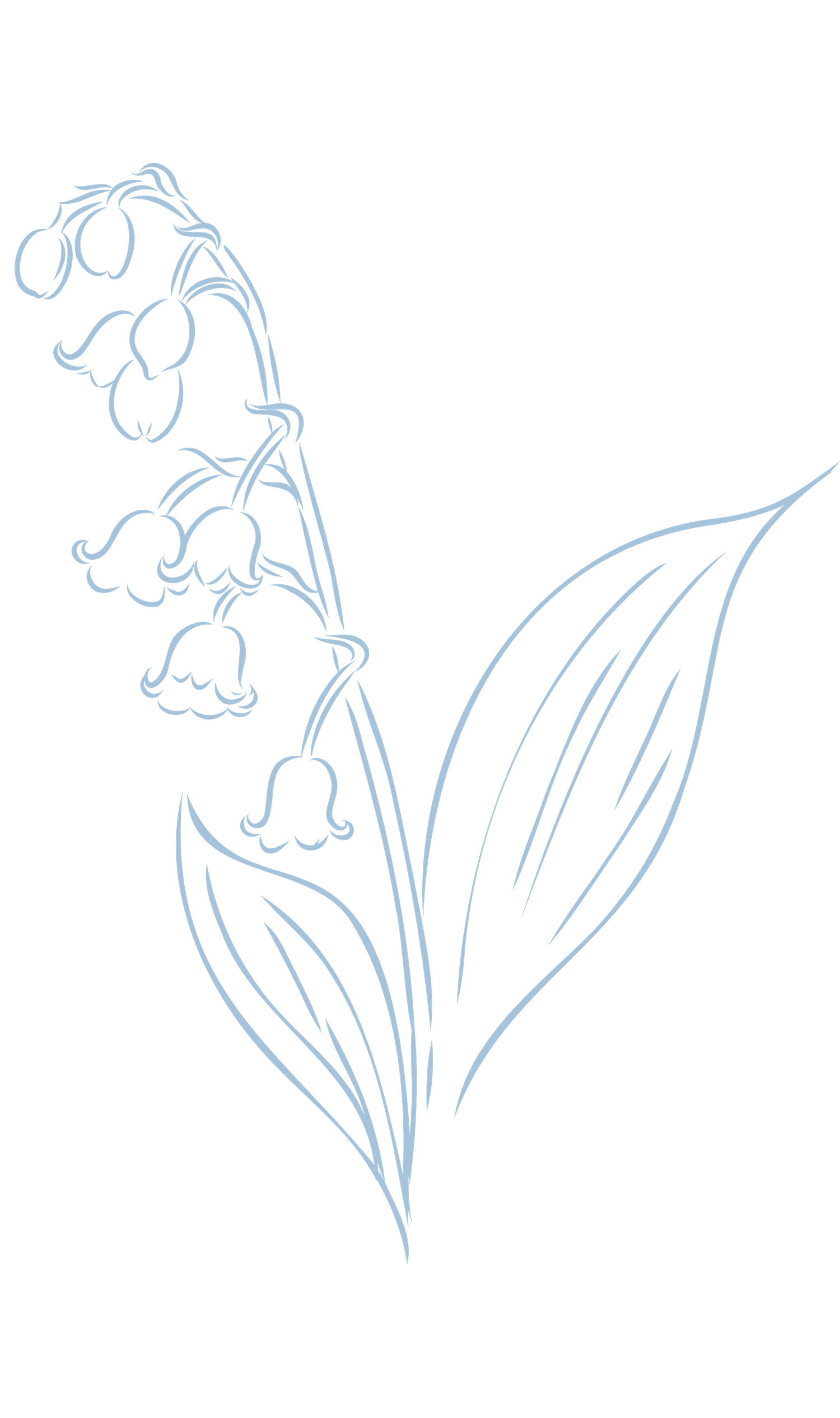 Delicate line drawing of lily of the valley flowers with bell-shaped blooms and large leaves in soft blue.