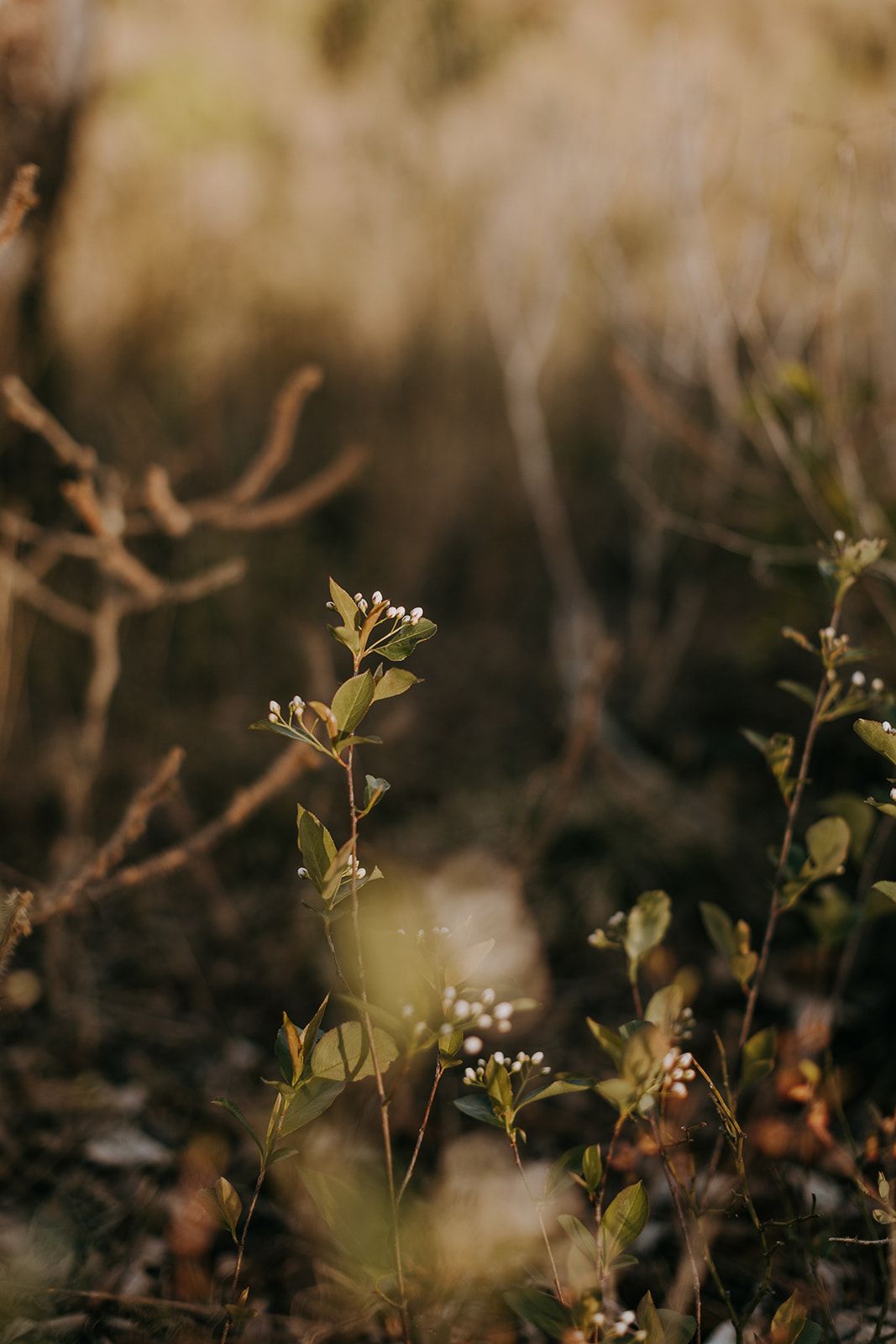 Bear Rock Elopement in Southwest Virginia