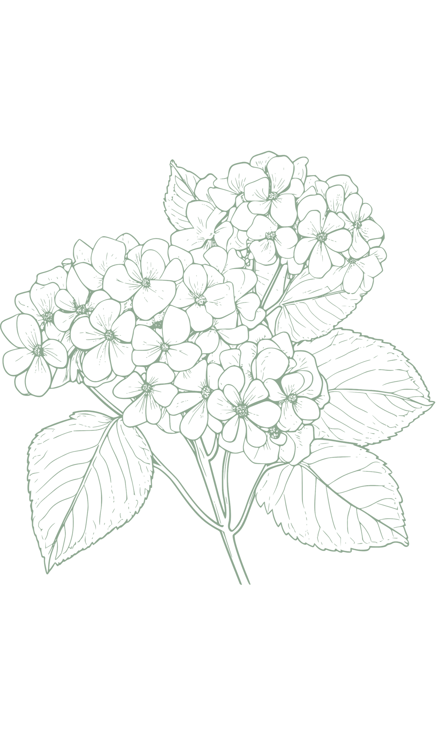 Detailed green line drawing of hydrangea blooms with large leaves on a white background.