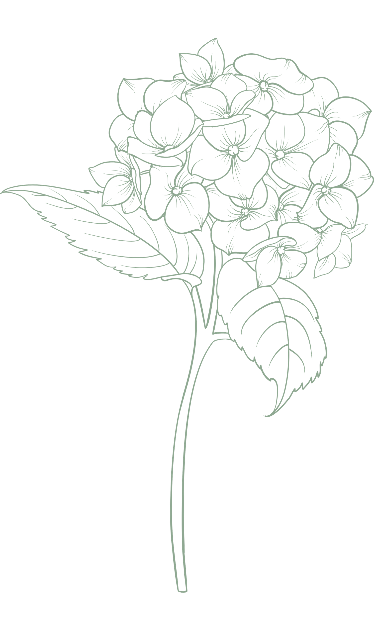 Delicate line drawing of a hydrangea bloom with leaves on a stem, rendered in soft green ink on white background.
