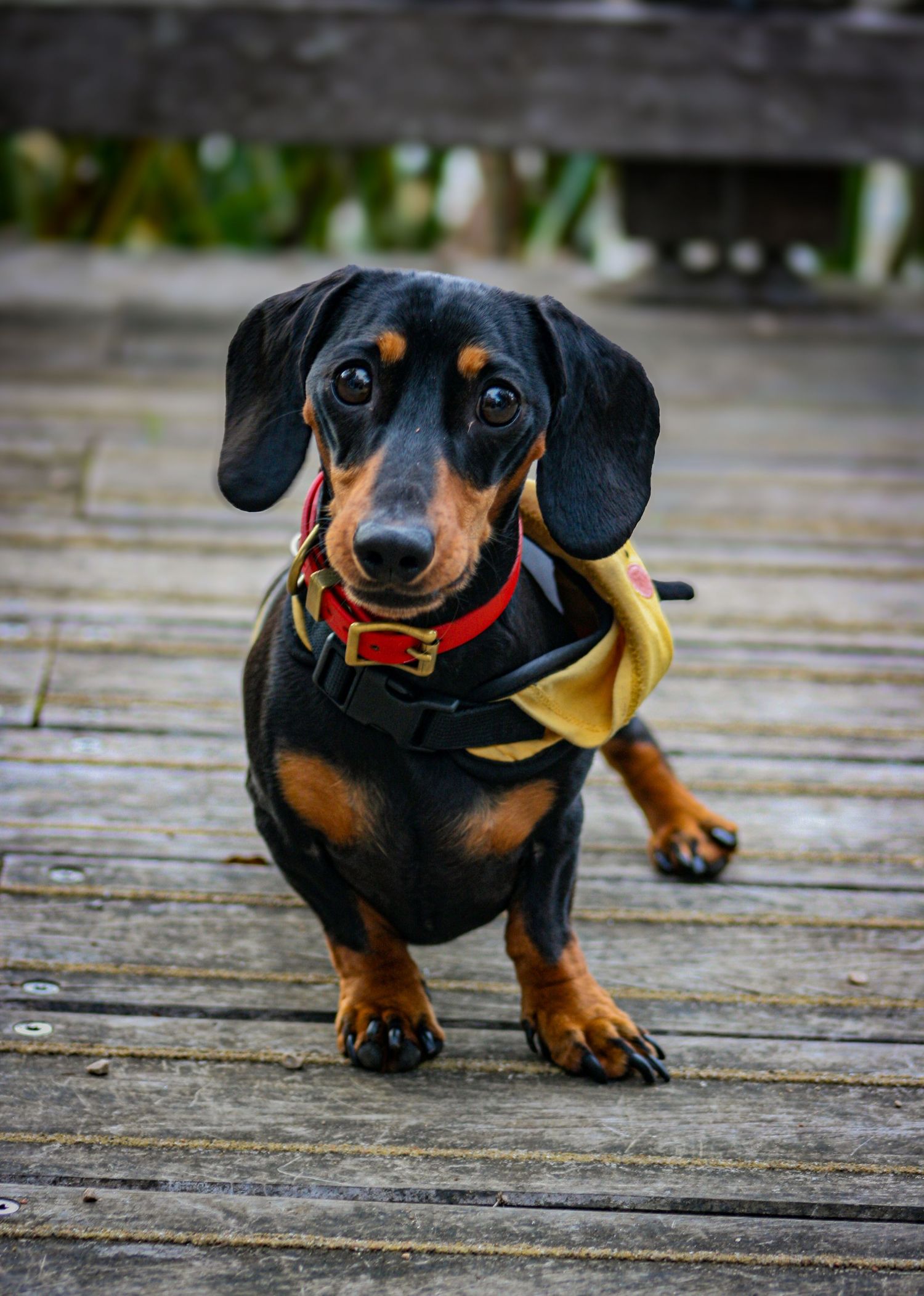 A black and tan dachshund in a red harness and yellow bandana stands on a weathered wooden deck facing the camera.