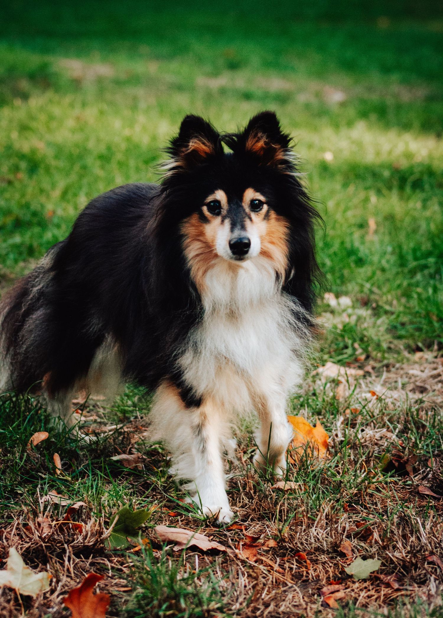 A fluffy tricolor Shetland sheepdog stands on grass scattered with autumn leaves, looking directly at the camera.