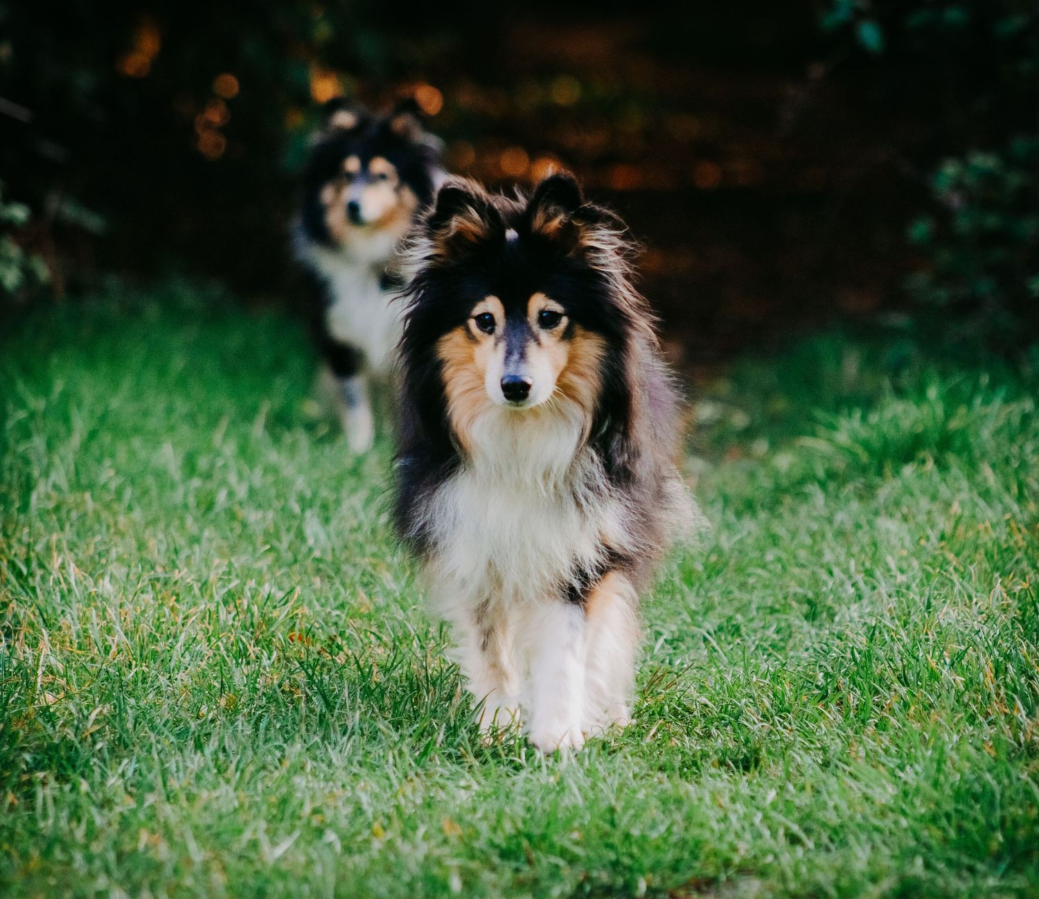 A tricolor Shetland sheepdog walks toward the camera across green grass while a second sheltie follows behind.