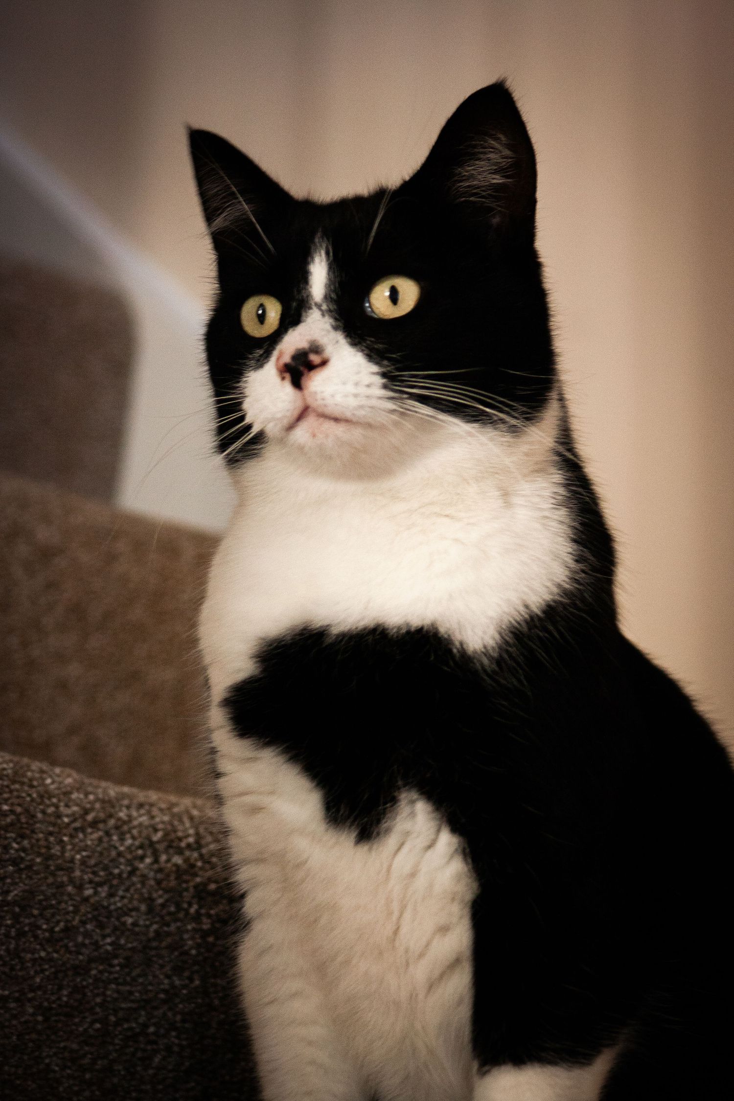 A black and white tuxedo cat with yellow-green eyes sits on carpeted stairs, gazing attentively to the side.
