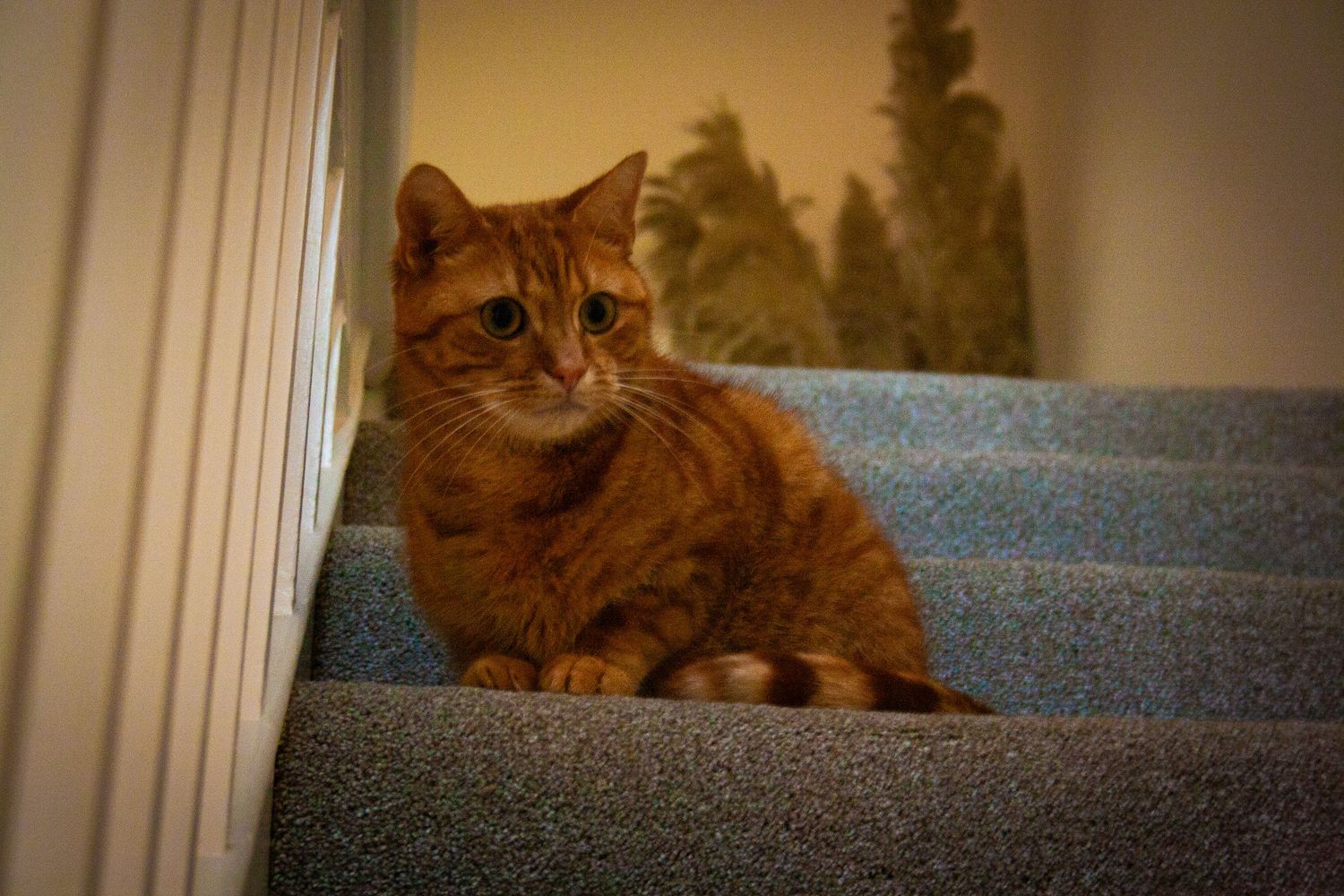 A ginger tabby cat with green eyes sits on a carpeted staircase beside a wall in warm indoor lighting.