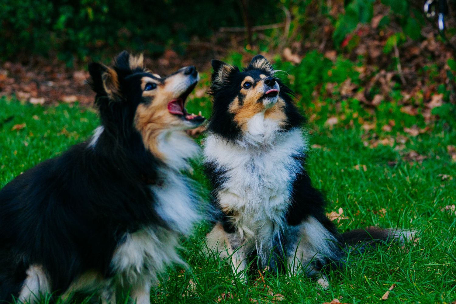 Two Shetland sheepdogs sit side by side on a grassy lawn, looking up with mouths open in an autumn garden.