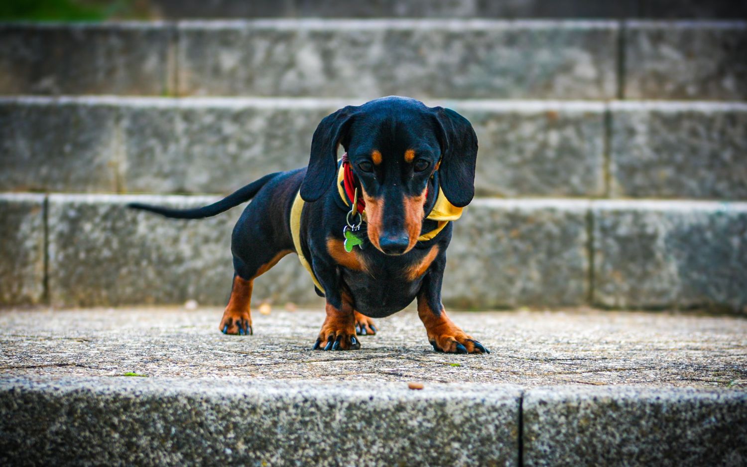 A black and tan dachshund stands on weathered stone steps, looking forward with floppy ears and a colorful collar.
