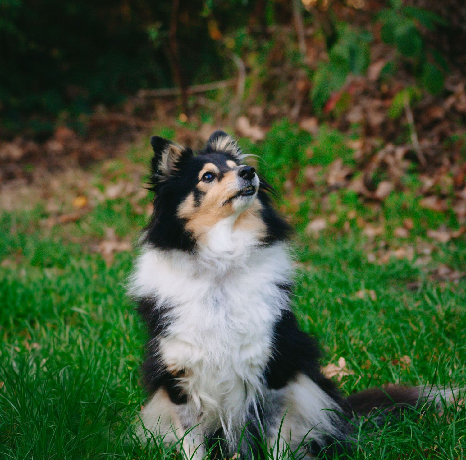 A black, white and tan Shetland sheepdog sits on green grass, gazing upward with fallen leaves in the background.