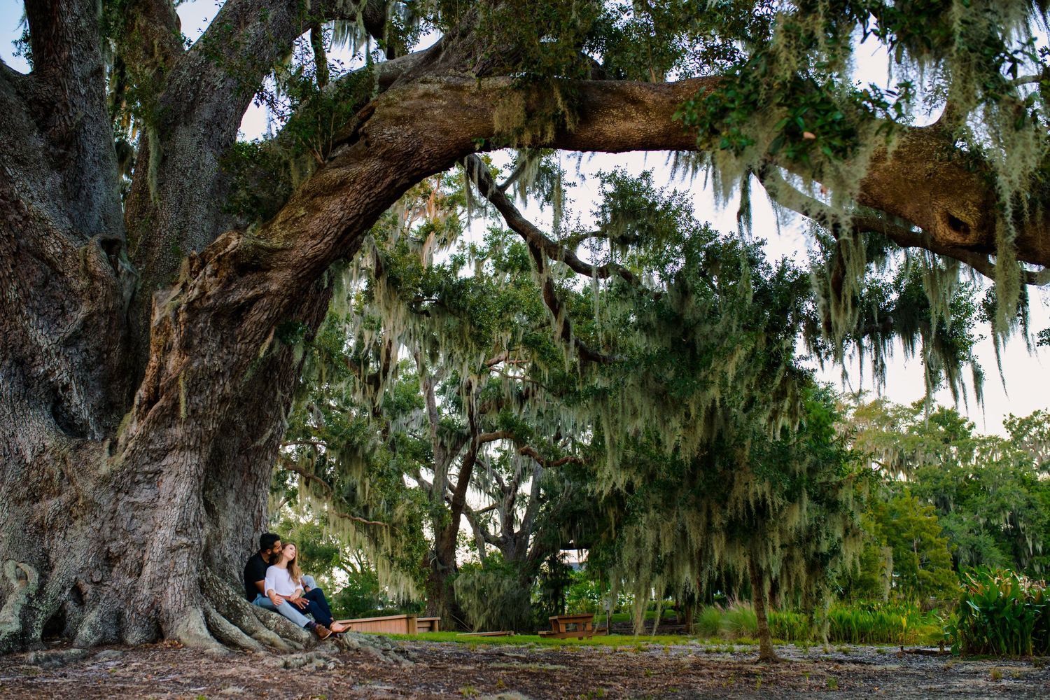 Two people sitting under a massive arched tree branch in a park.