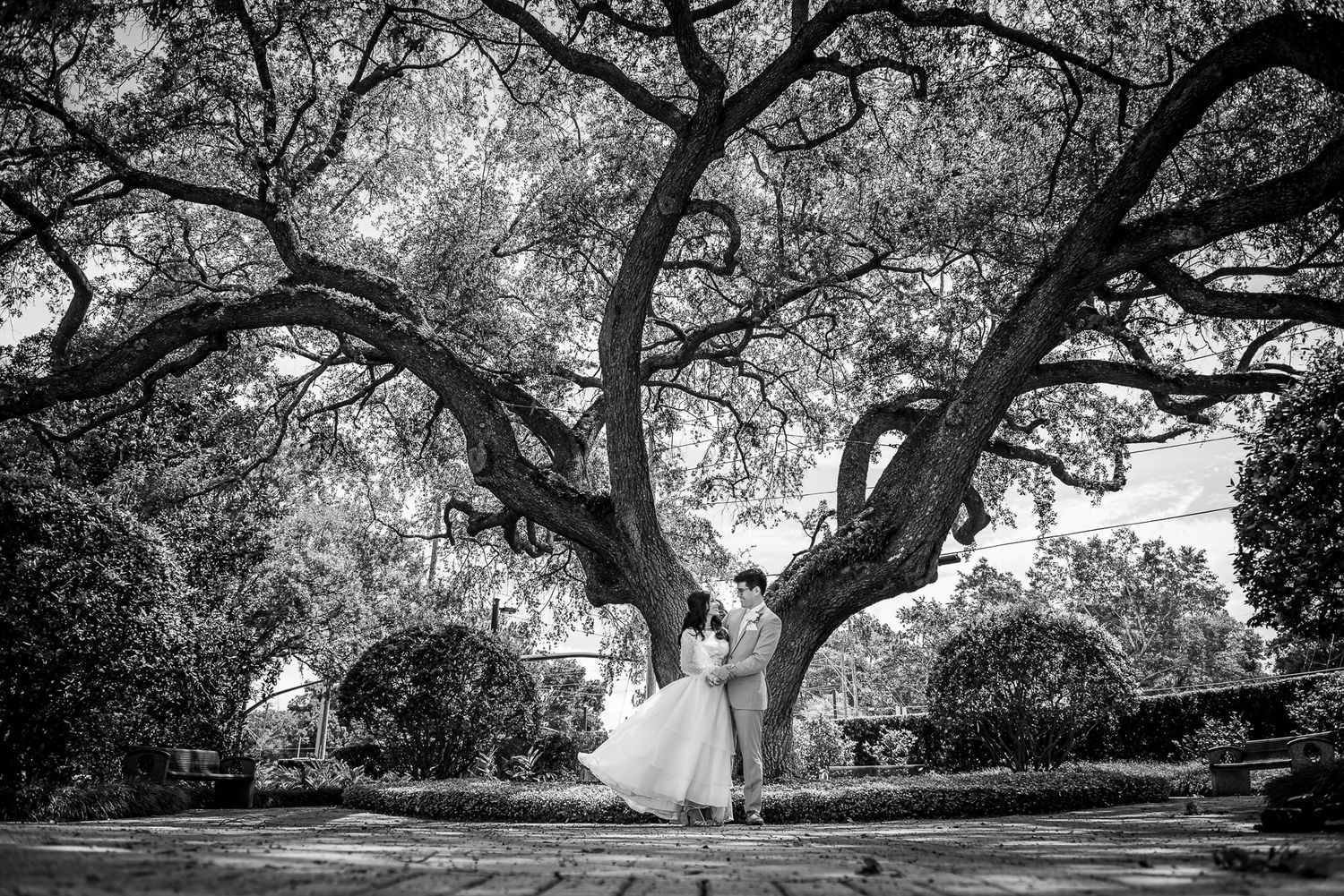 Dramatic black and white wedding portrait under sprawling oak tree branches.