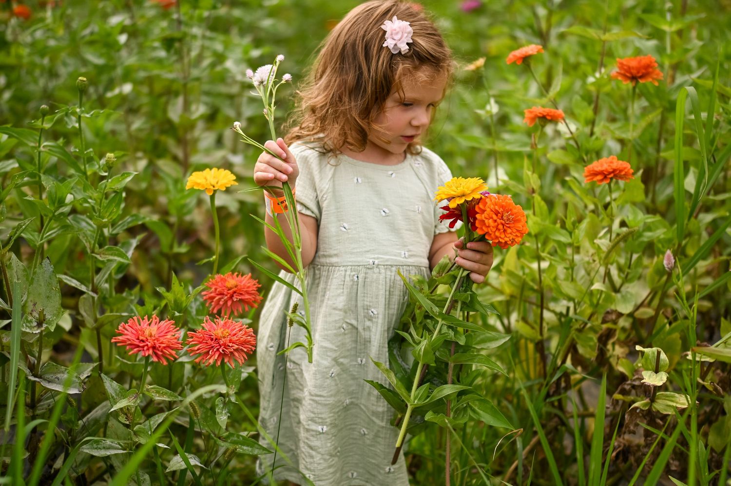 Garden scene with vibrant orange zinnias and marigolds blooming in summer sunlight.