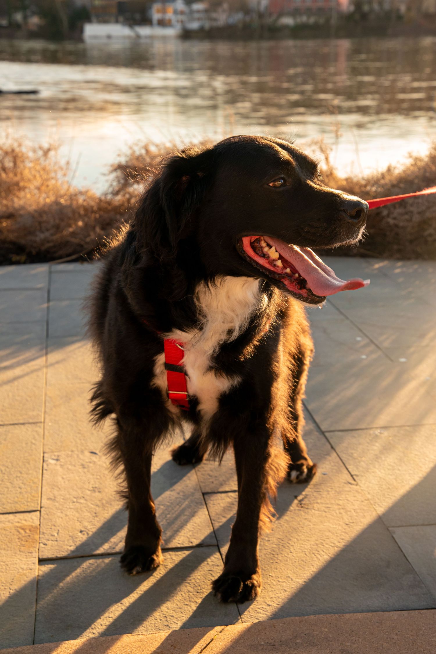 Black and white dog casting long shadow on sunlit concrete path.