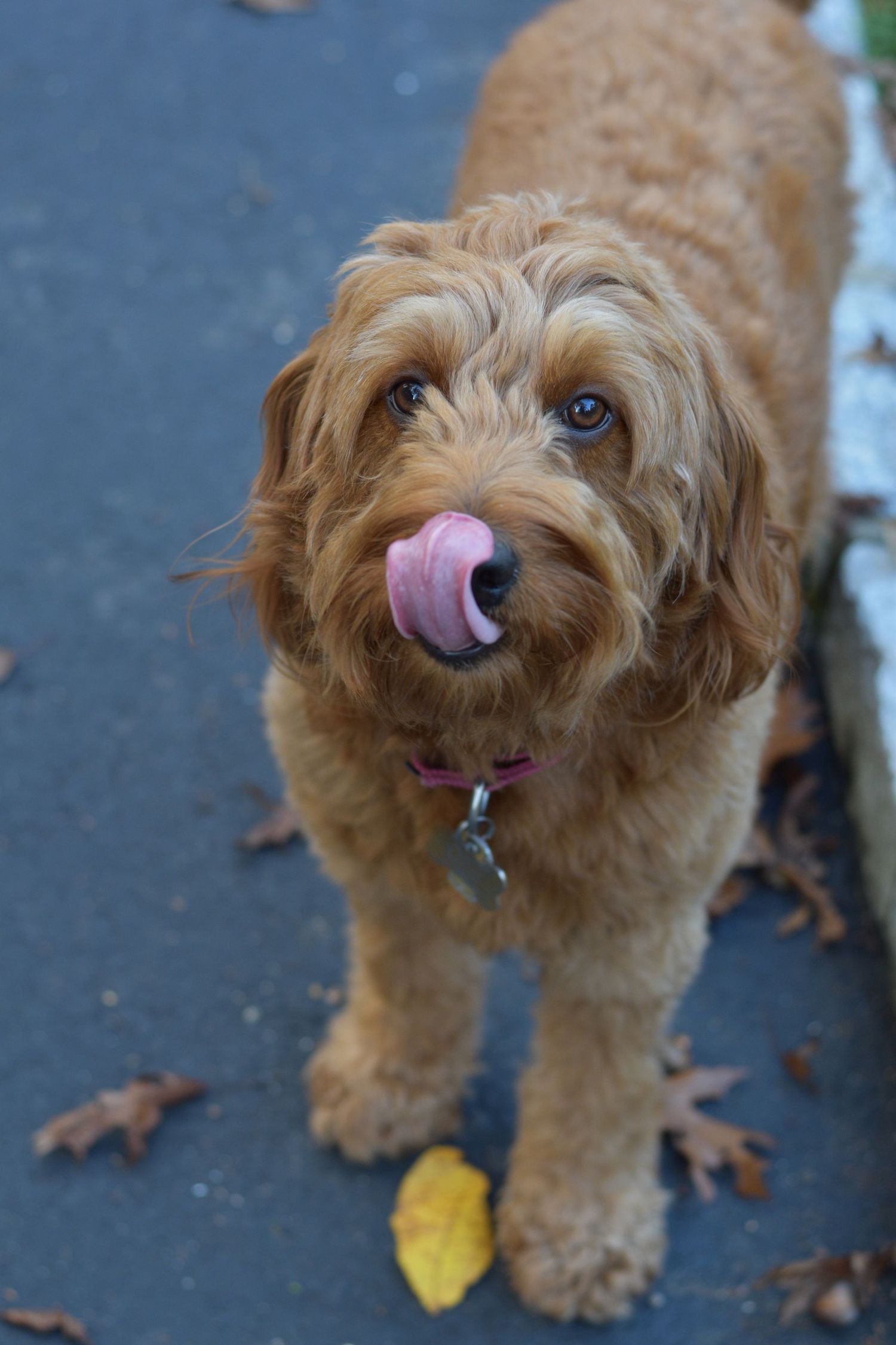 Fluffy goldendoodle dog with tongue out standing on pavement with fallen leaves.