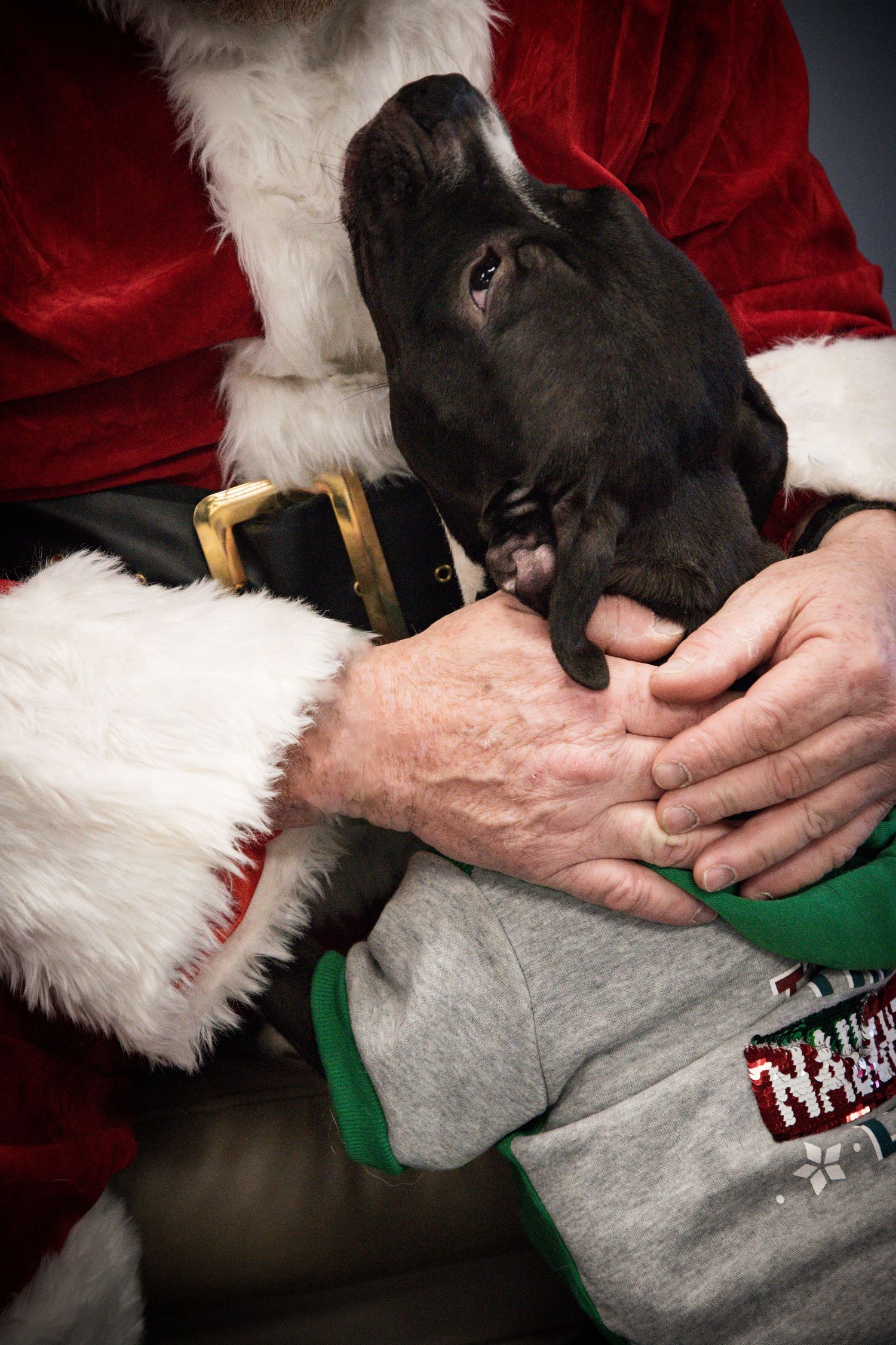 Close-up of hands petting black dog against red and white background.