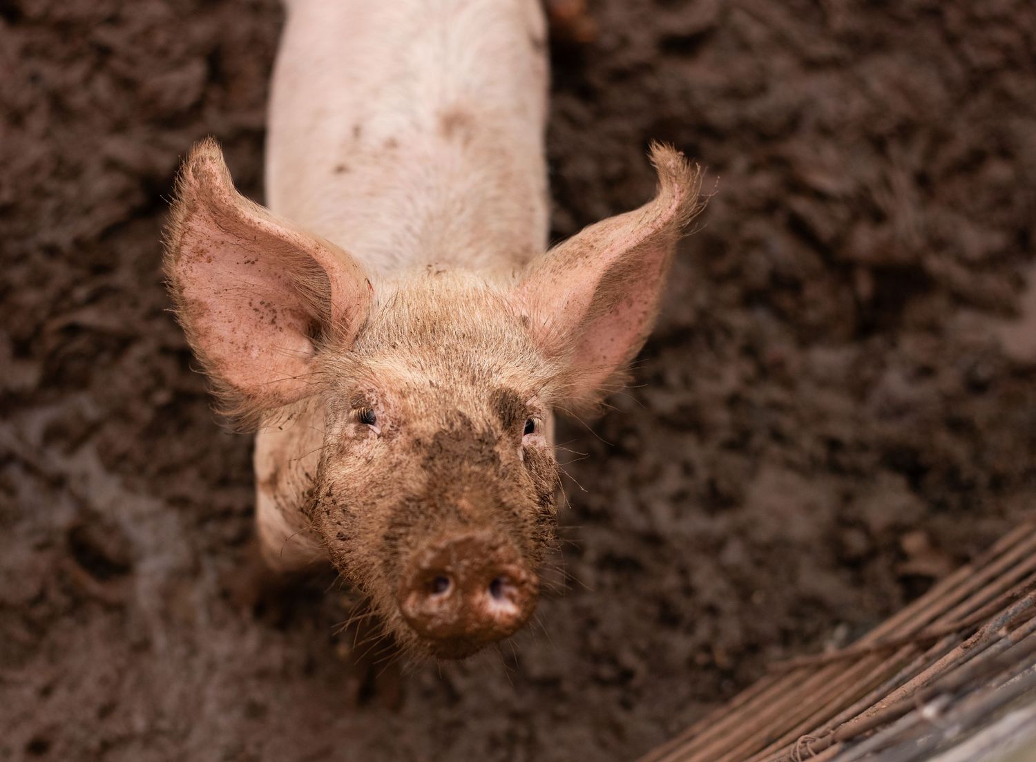 Close-up of pig's snout covered in dark mud.