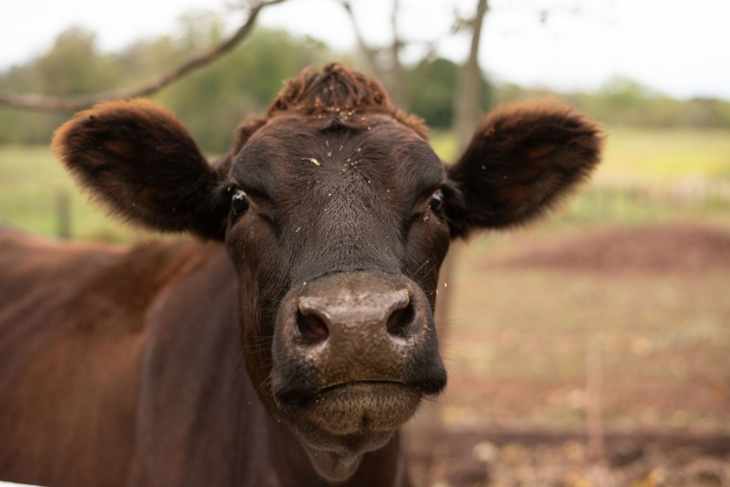 Profile view of brown cow's face showing distinctive nose and ears.